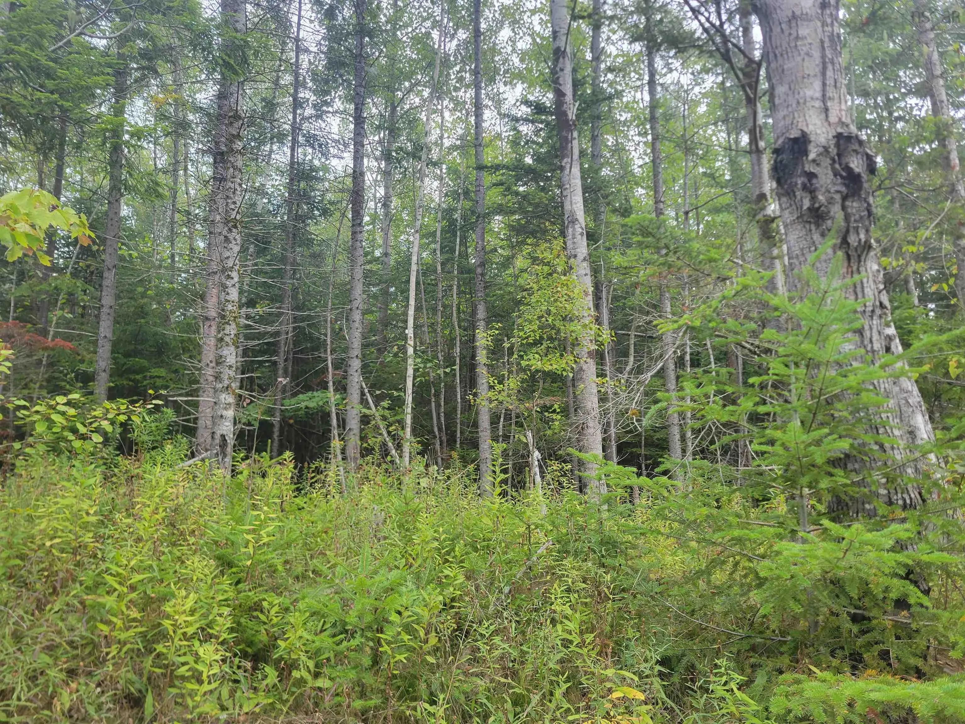 Wilson Drive Lot 3, Upper Rawdon, NS B0N 2N0, ,Land,For Sale,Wilson,202522566