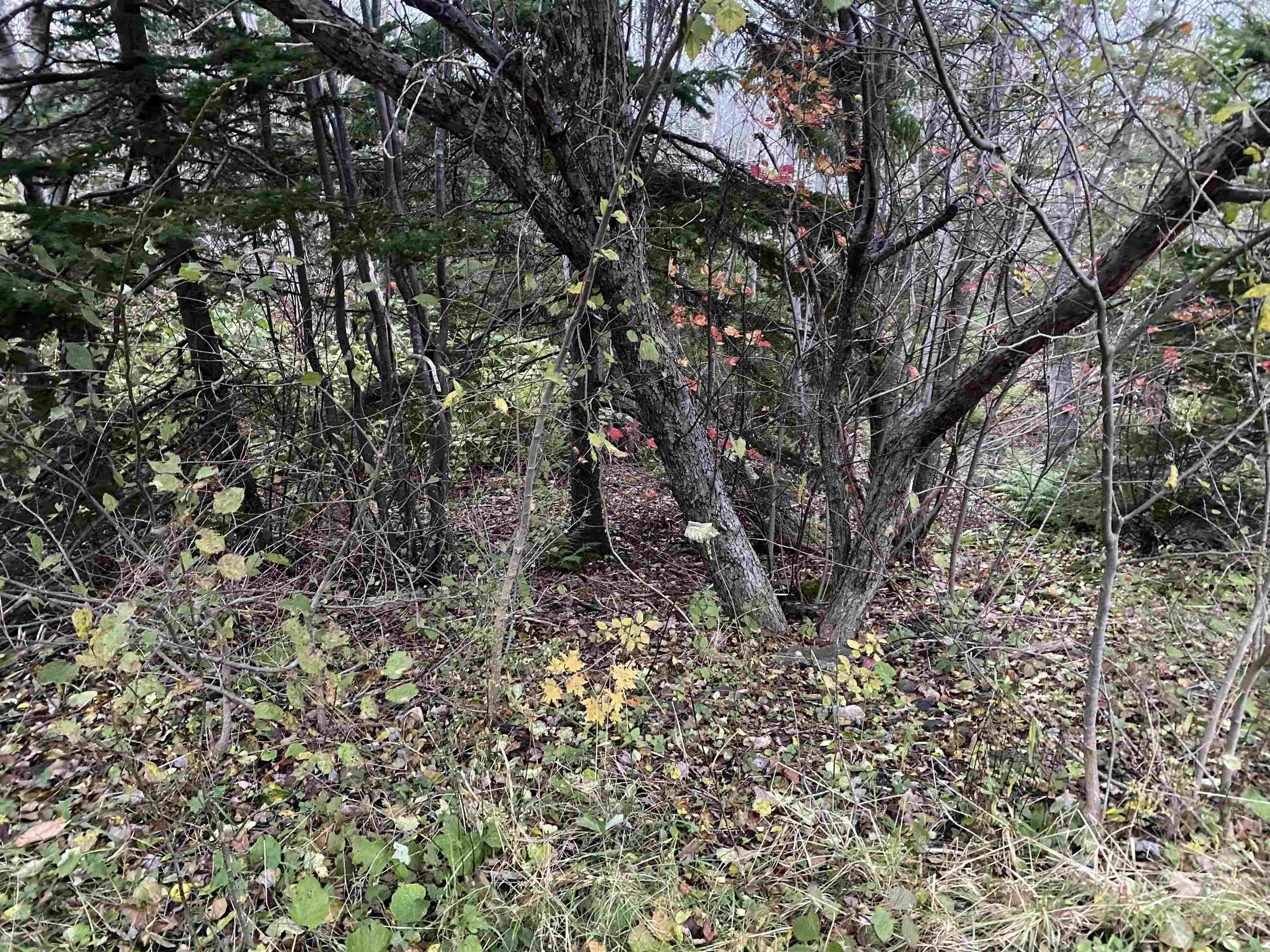 Mapleview Drive, North Sydney NS B2A 3K3, ,Land,For Sale,Mapleview Drive,202324530