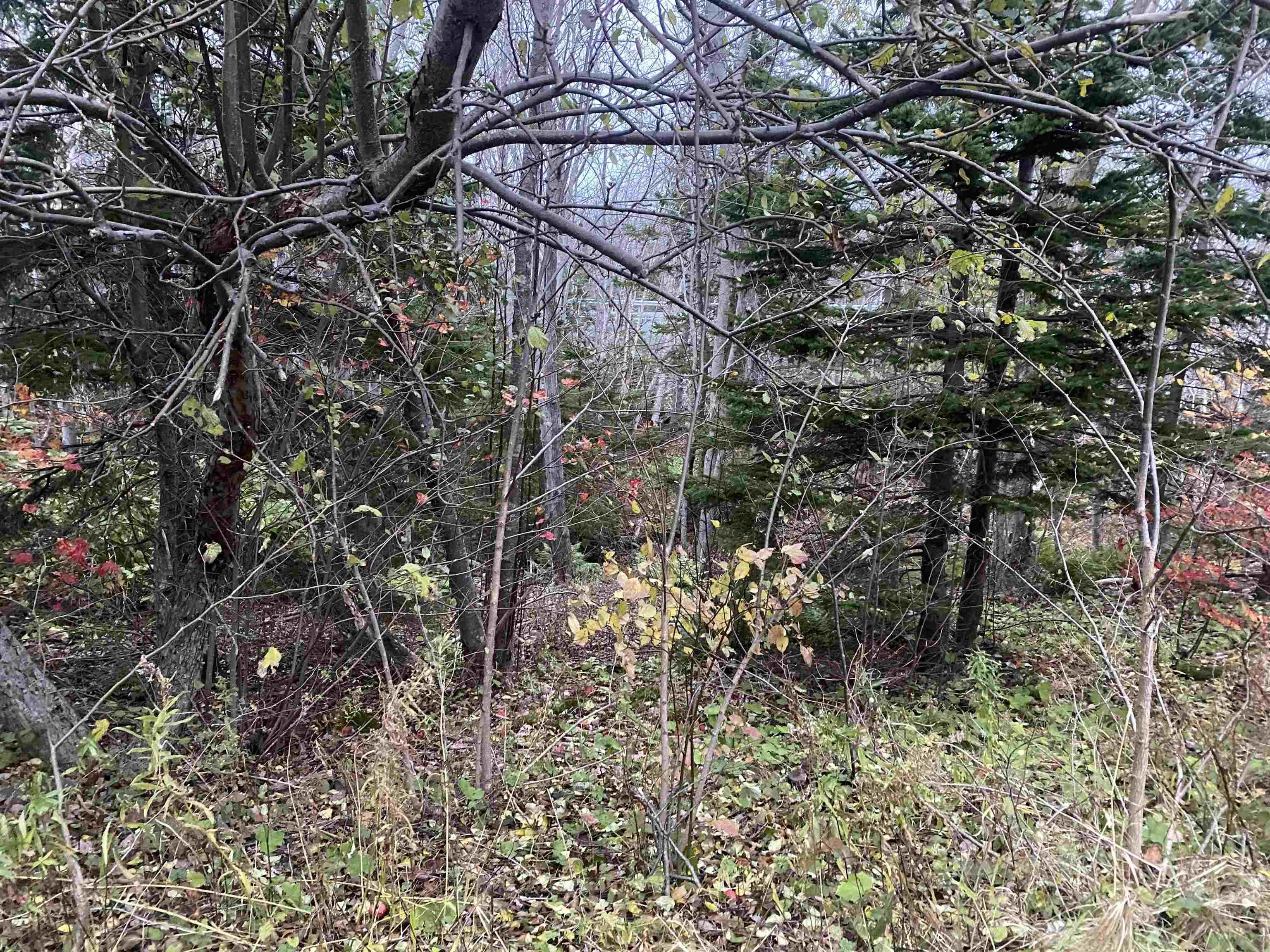 Mapleview Drive, North Sydney NS B2A 3K3, ,Land,For Sale,Mapleview Drive,202324530