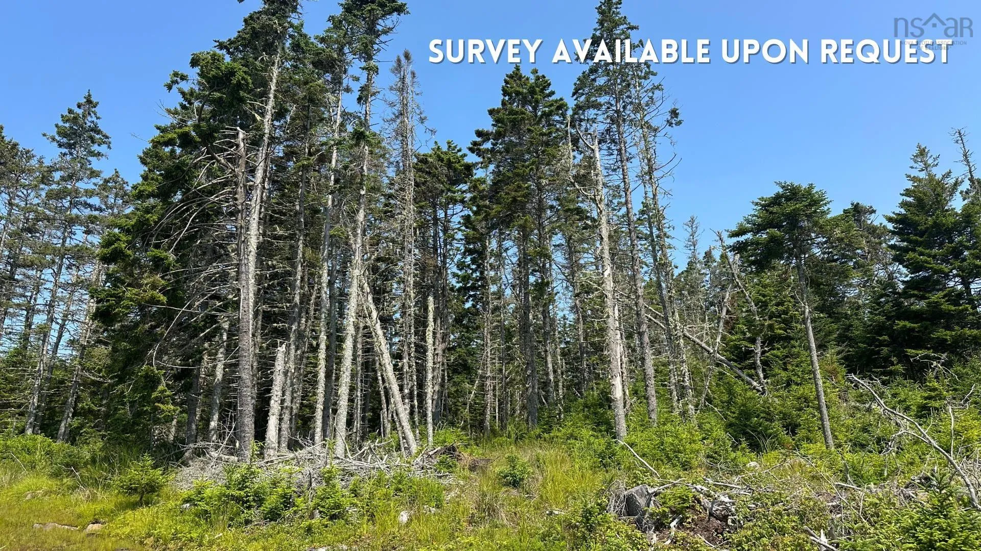 Upper Kingsburg Road, Upper Kingsburg, NS B0J 2X0, ,Land,For Sale,Upper Kingsburg,202518110