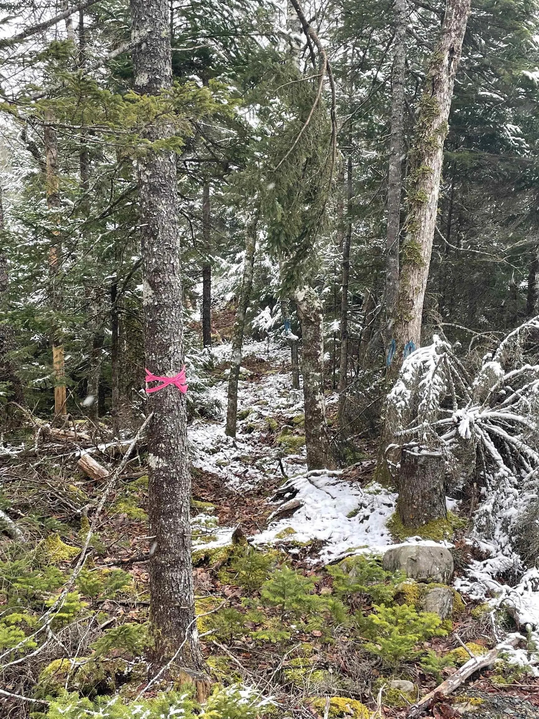 Lapland Road Lot 3, Lapland NS B4V 7V1, ,Land,For Sale,Lapland,202400239
