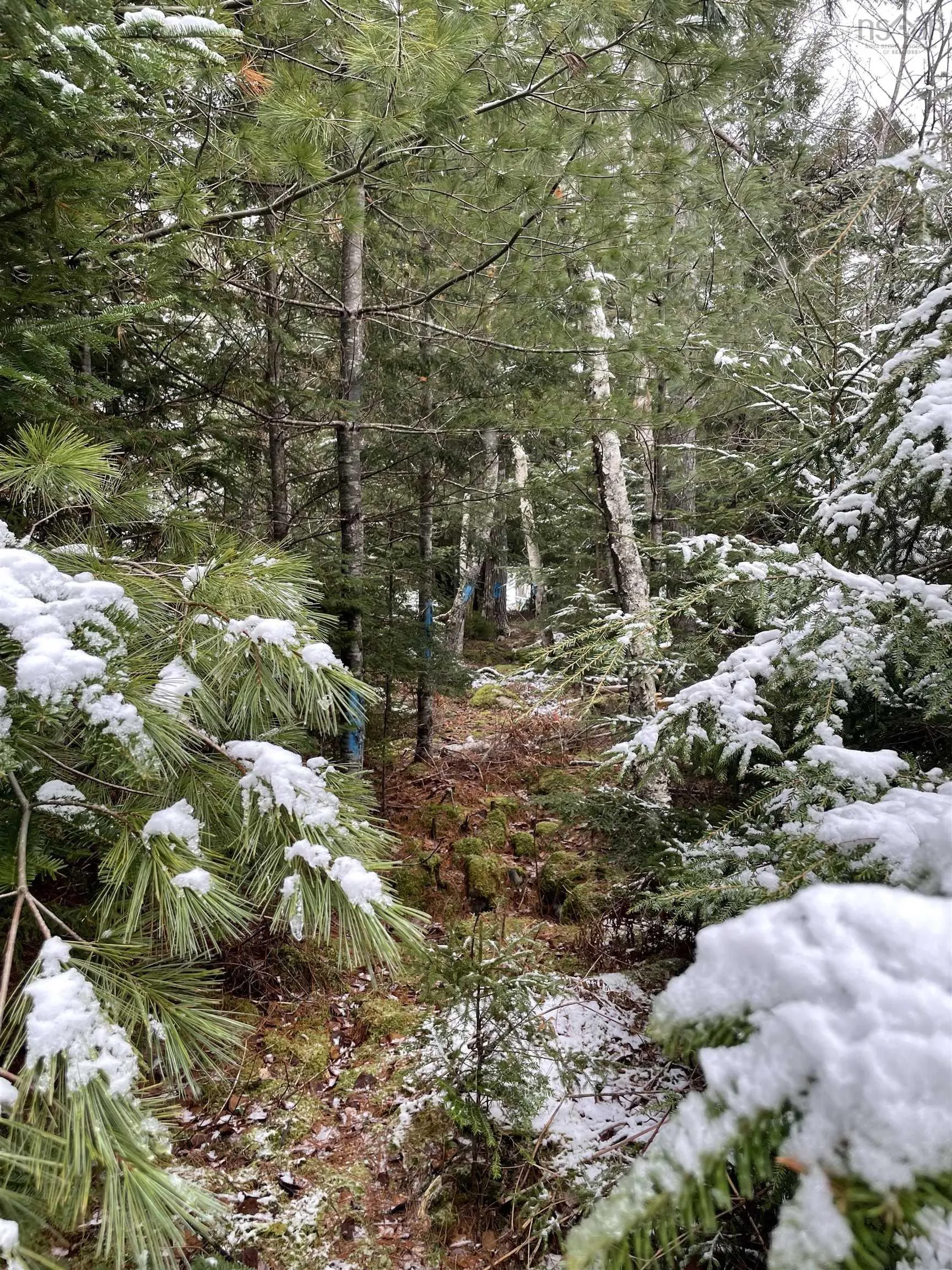 Lapland Road Lot 3, Lapland NS B4V 7V1, ,Land,For Sale,Lapland,202400239