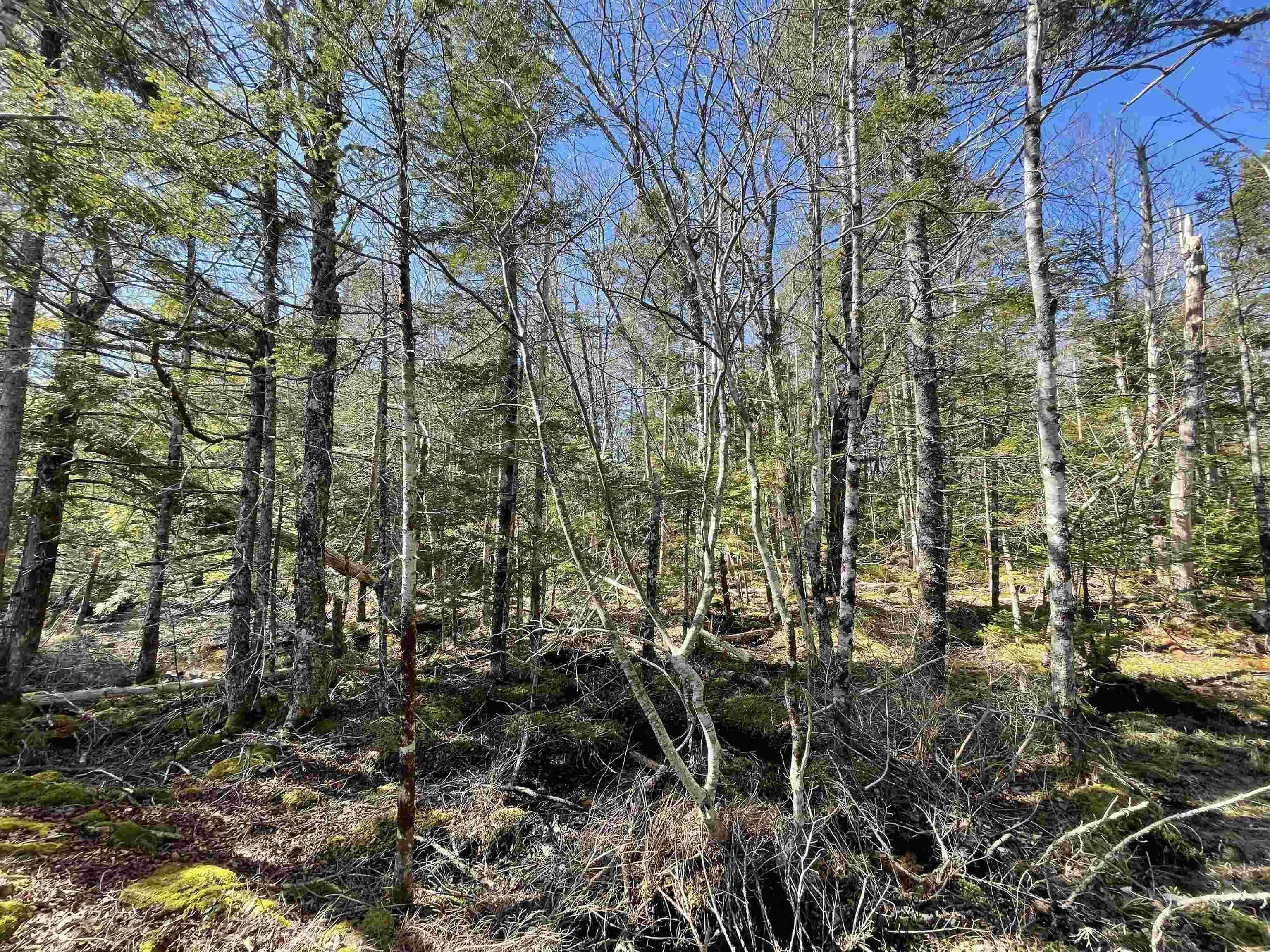 Lapland Road Lot 3, Lapland NS B4V 7V1, ,Land,For Sale,Lapland,202400239