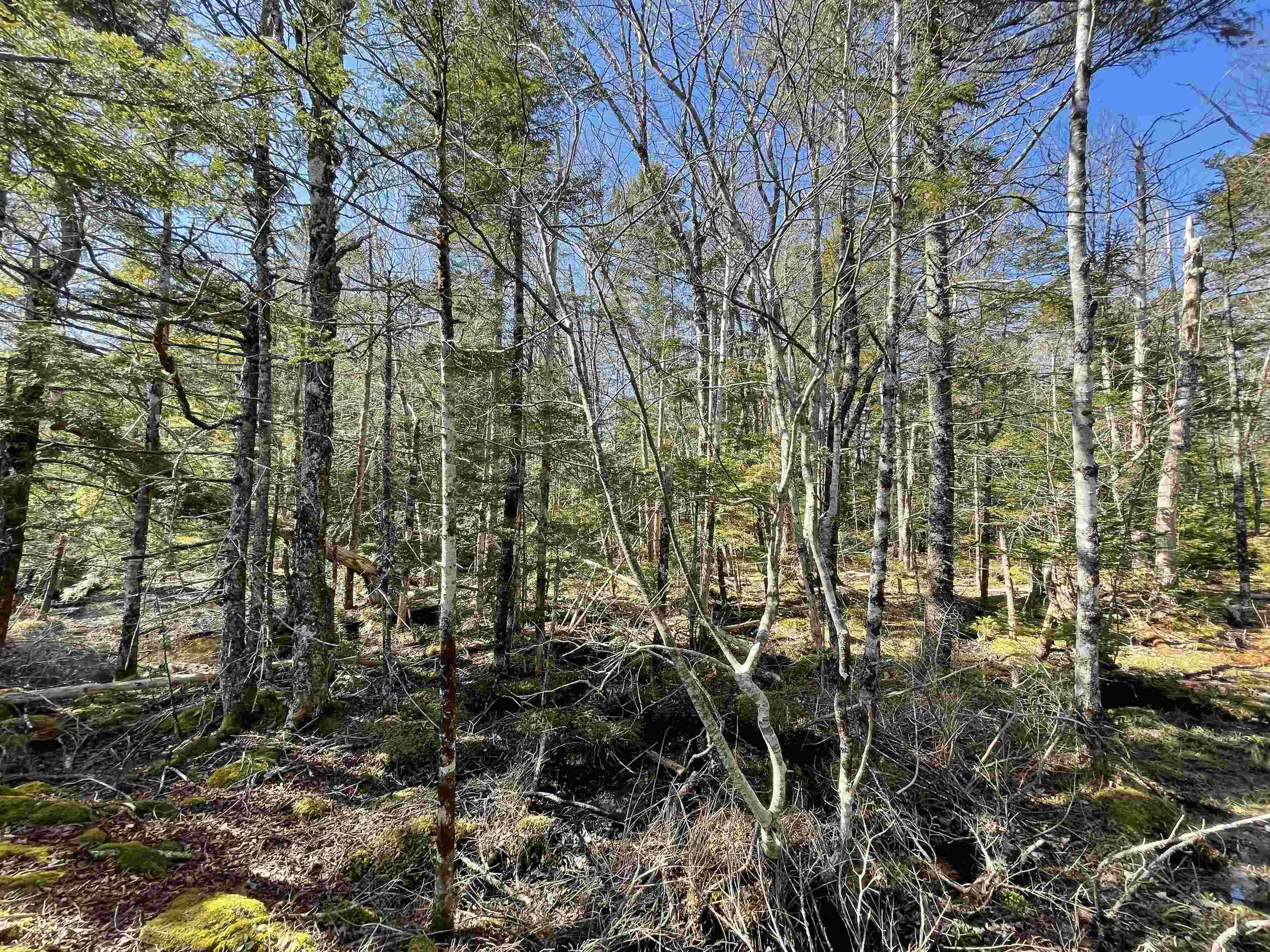 Lapland Road Lot 3, Lapland NS B4V 7V1, ,Land,For Sale,Lapland,202400239