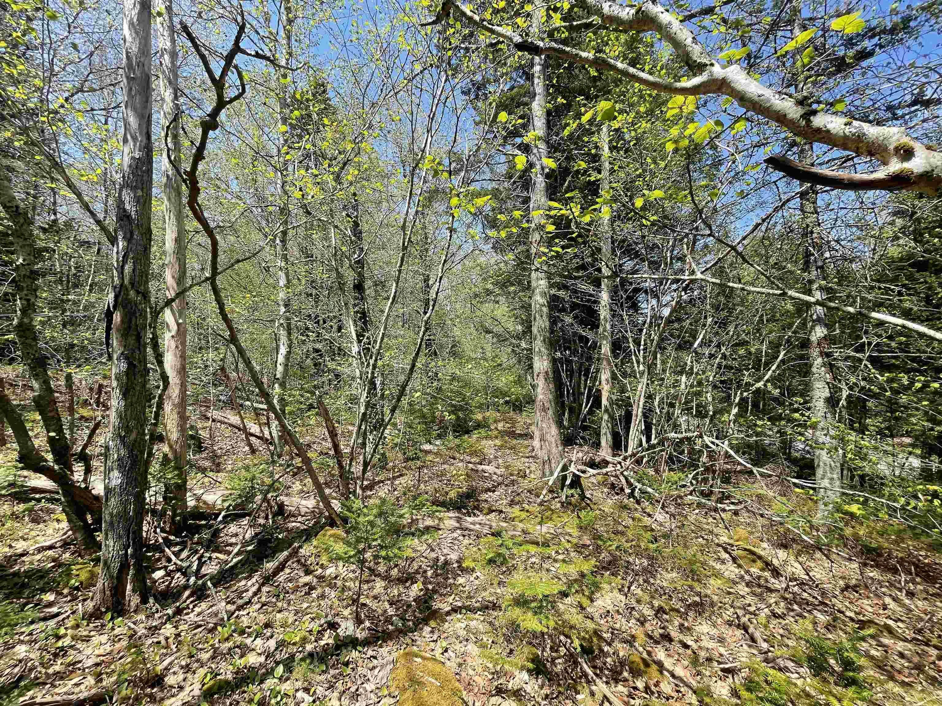 Huber Road Lot 24, Camperdown, NS B0J 1V0, ,Land,For Sale,Huber,202510989