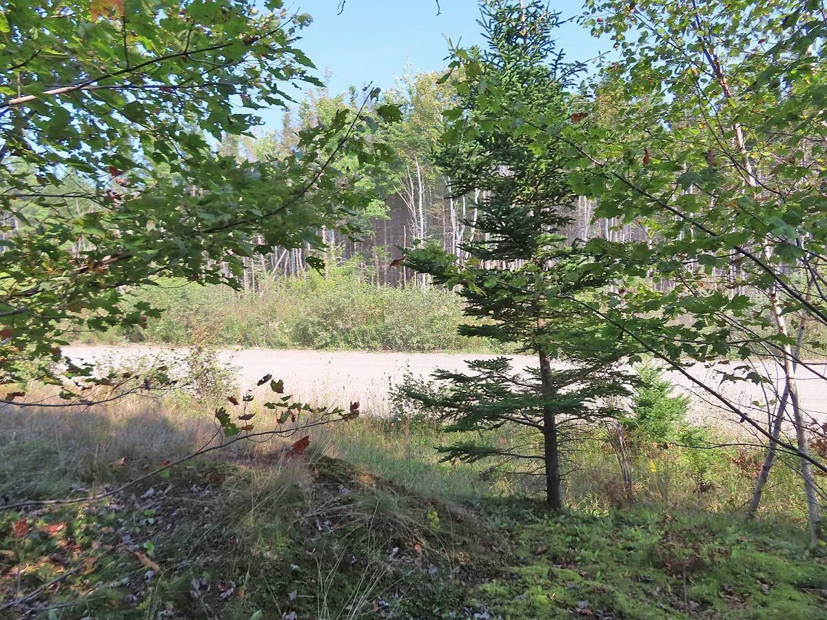 Lot 5 Basin Road, Evanston Ns B0e 1j0, ,Land,For Sale,Basin,202422890