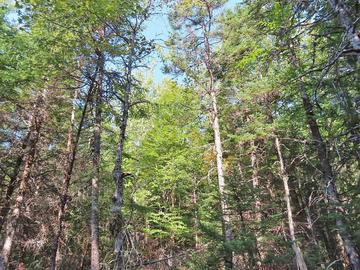 Lot 5 Basin Road, Evanston Ns B0e 1j0, ,Land,For Sale,Basin,202422890