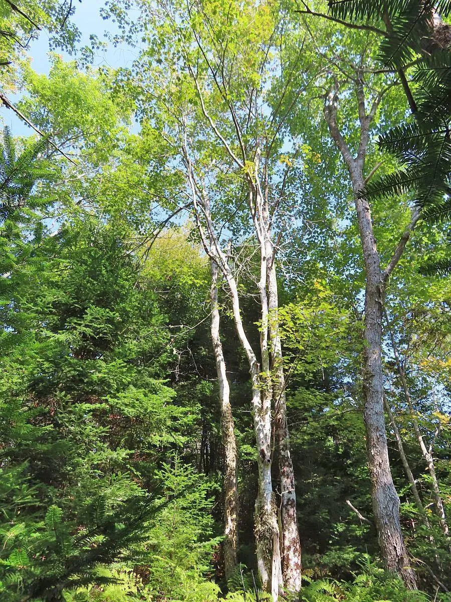 Lot 5 Basin Road, Evanston Ns B0e 1j0, ,Land,For Sale,Basin,202422890