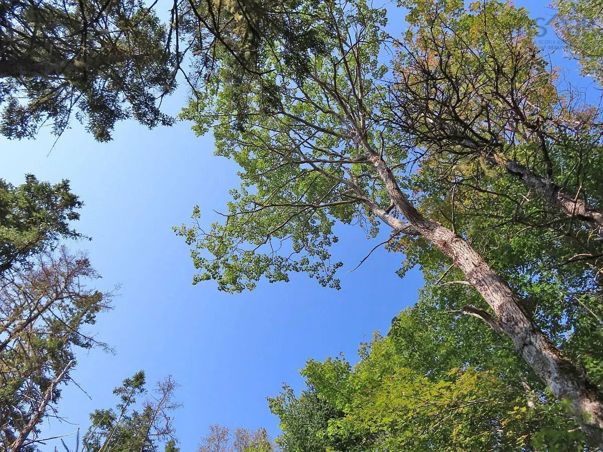 Lot 5 Basin Road, Evanston Ns B0e 1j0, ,Land,For Sale,Basin,202422890