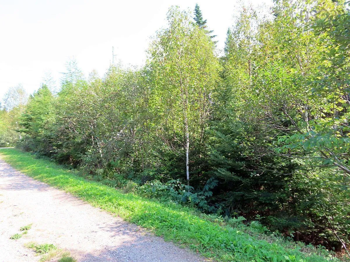 Lot 5 Basin Road, Evanston Ns B0e 1j0, ,Land,For Sale,Basin,202422890