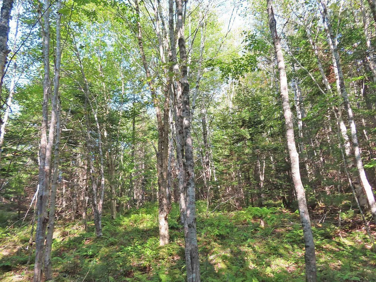Lot 5 Basin Road, Evanston Ns B0e 1j0, ,Land,For Sale,Basin,202422890