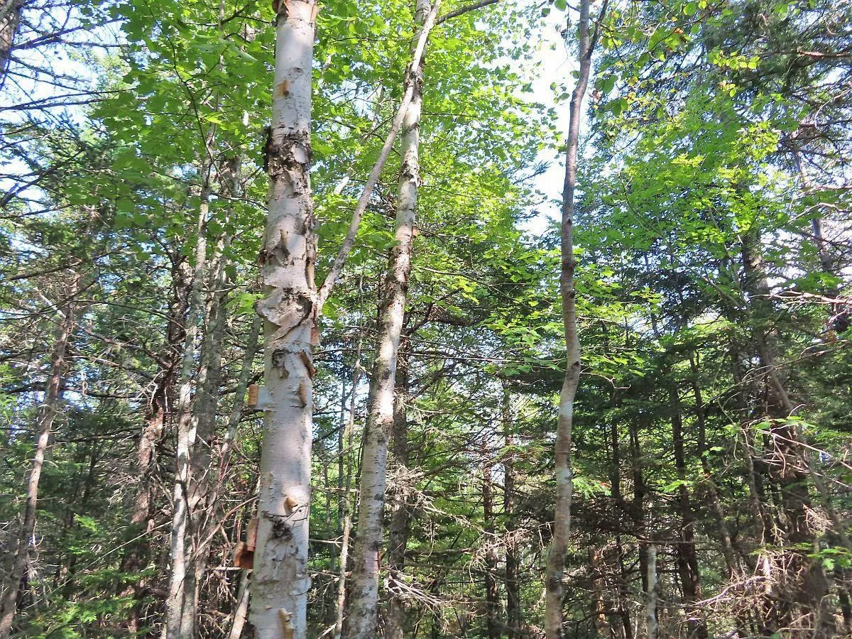 Lot 5 Basin Road, Evanston Ns B0e 1j0, ,Land,For Sale,Basin,202422890
