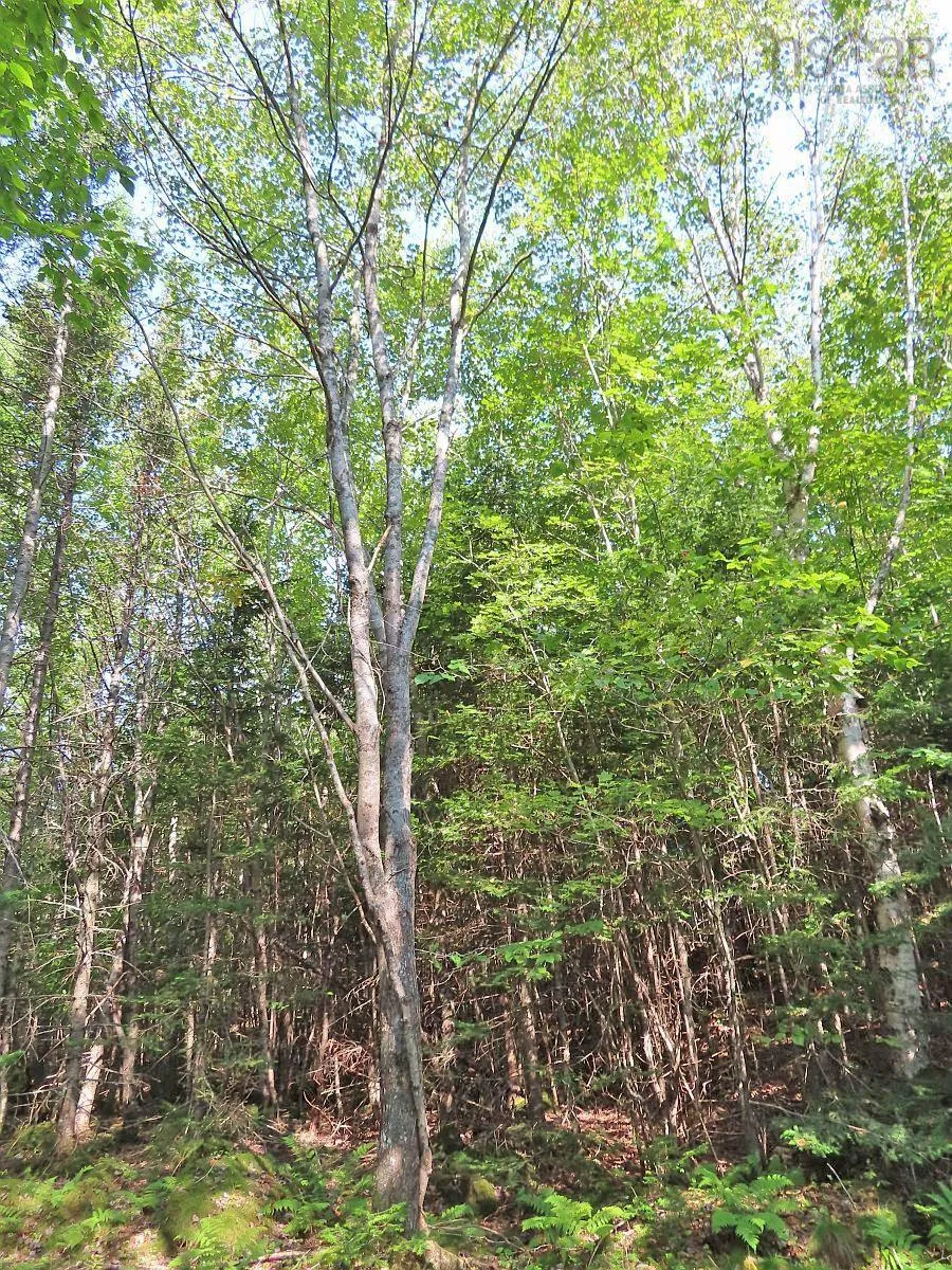 Lot 5 Basin Road, Evanston Ns B0e 1j0, ,Land,For Sale,Basin,202422890
