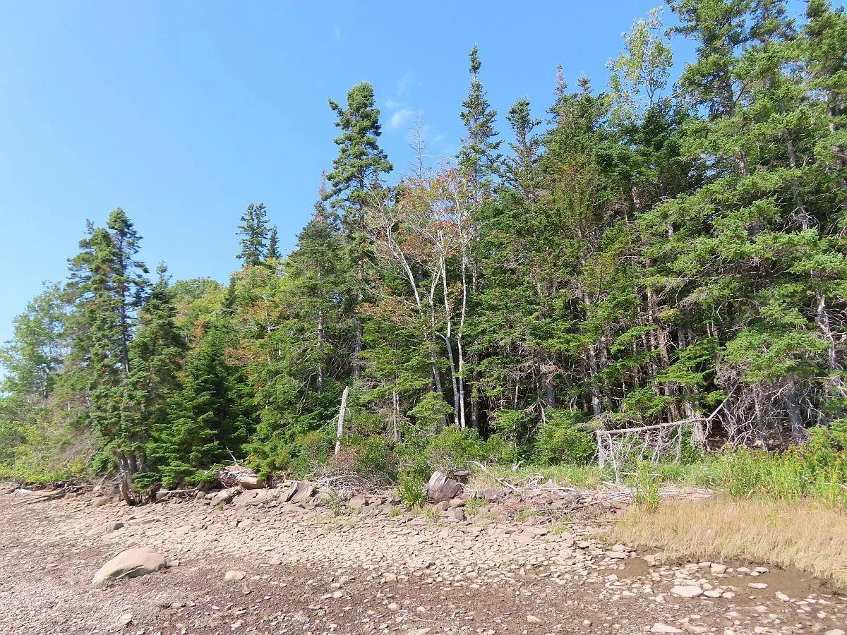 Lot 5 Basin Road, Evanston Ns B0e 1j0, ,Land,For Sale,Basin,202422890