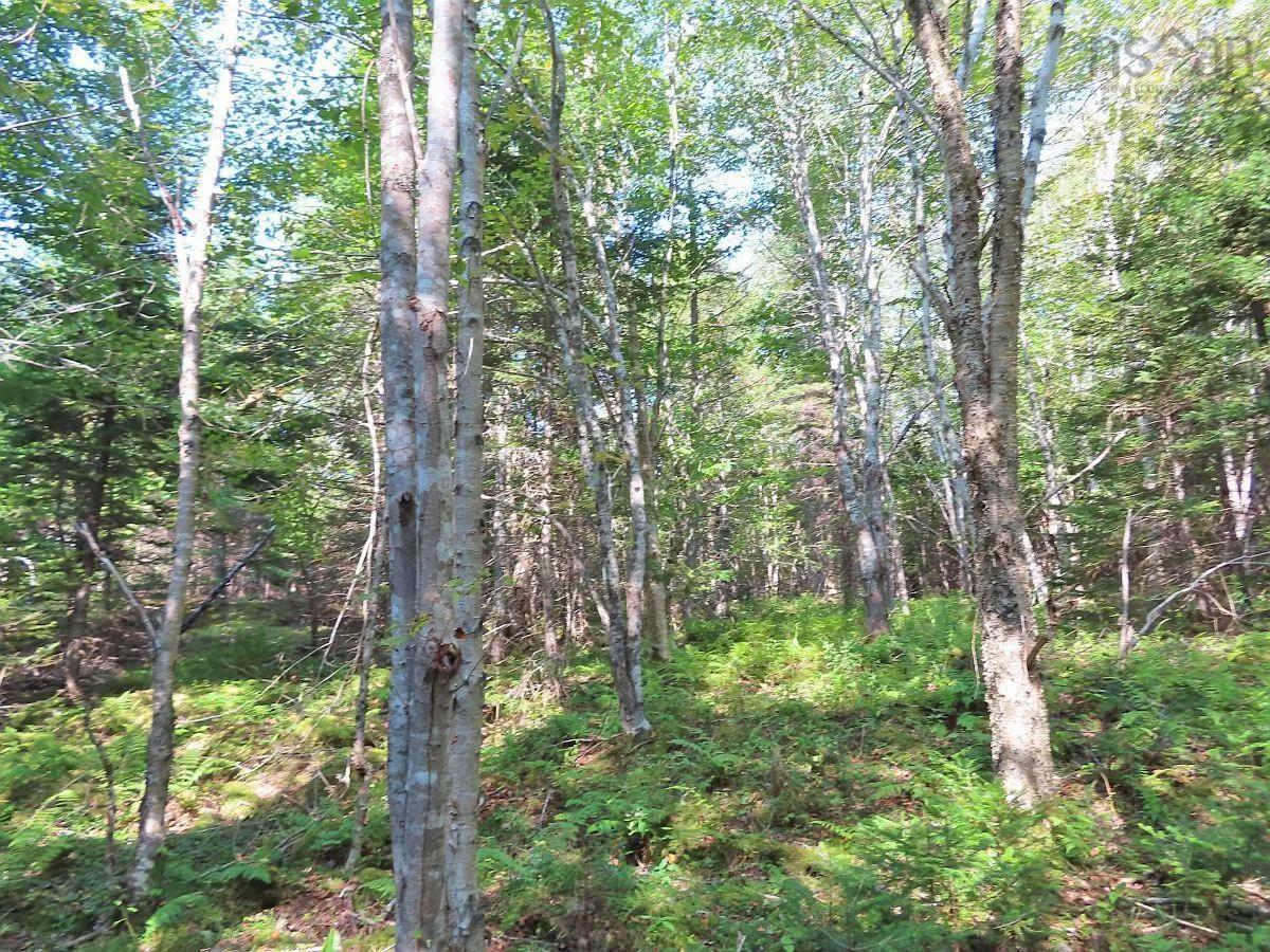Lot 5 Basin Road, Evanston Ns B0e 1j0, ,Land,For Sale,Basin,202422890