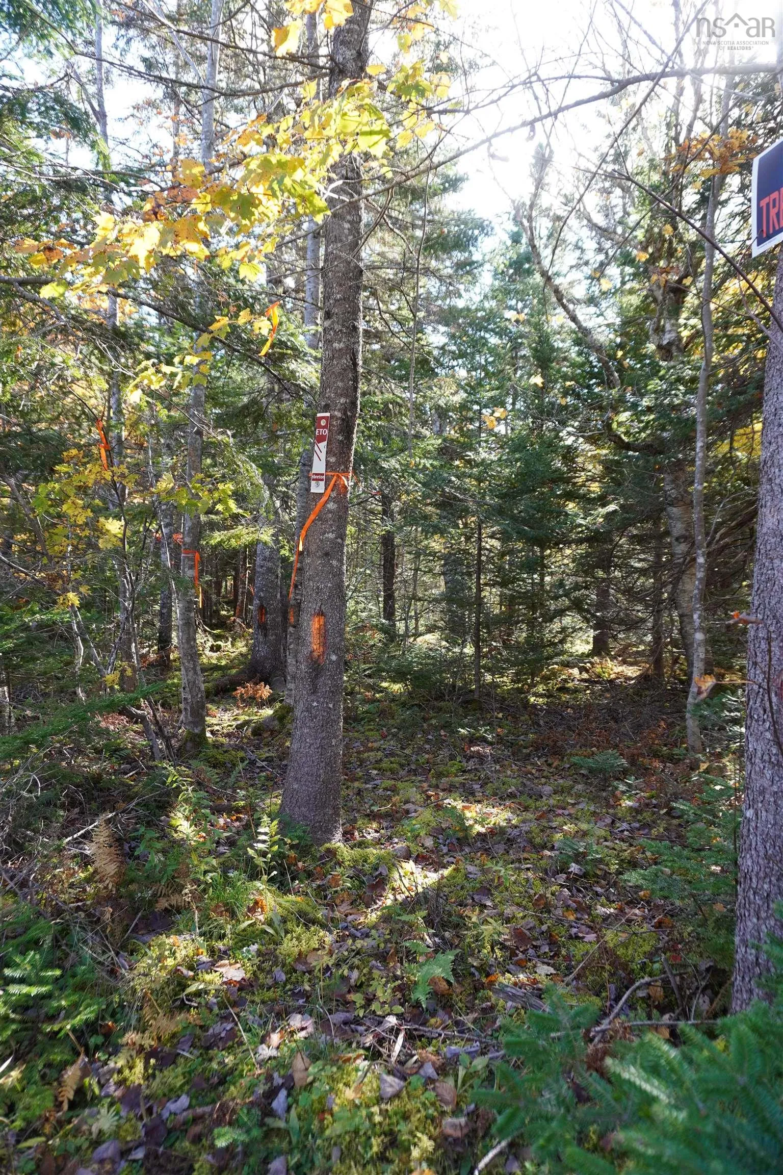 Salem Road, Loch Lomond Ns B2e 0a1, ,Land,For Sale,Salem,202322757