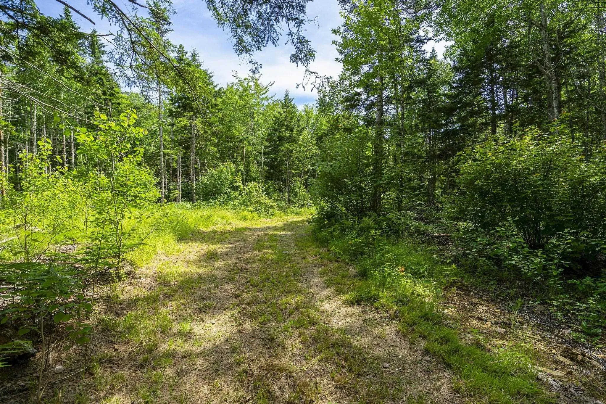 259 Bill Berry Road, Princedale, NS B0S 1G0, ,Land,For Sale,Bill Berry,202517676