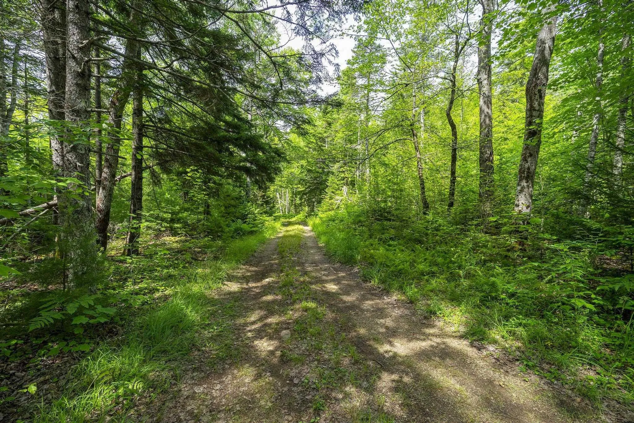 259 Bill Berry Road, Princedale, NS B0S 1G0, ,Land,For Sale,Bill Berry,202517676