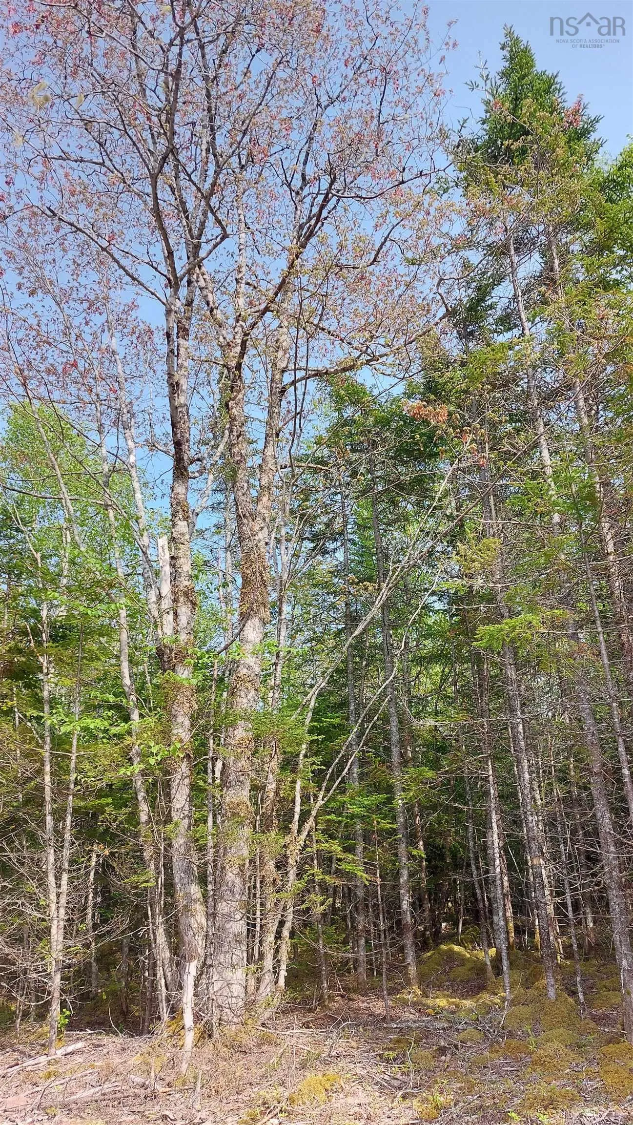 Lot 18 Highway 4, False Bay, NS B0E 1V0, ,Land,For Sale,Highway 4,202513205