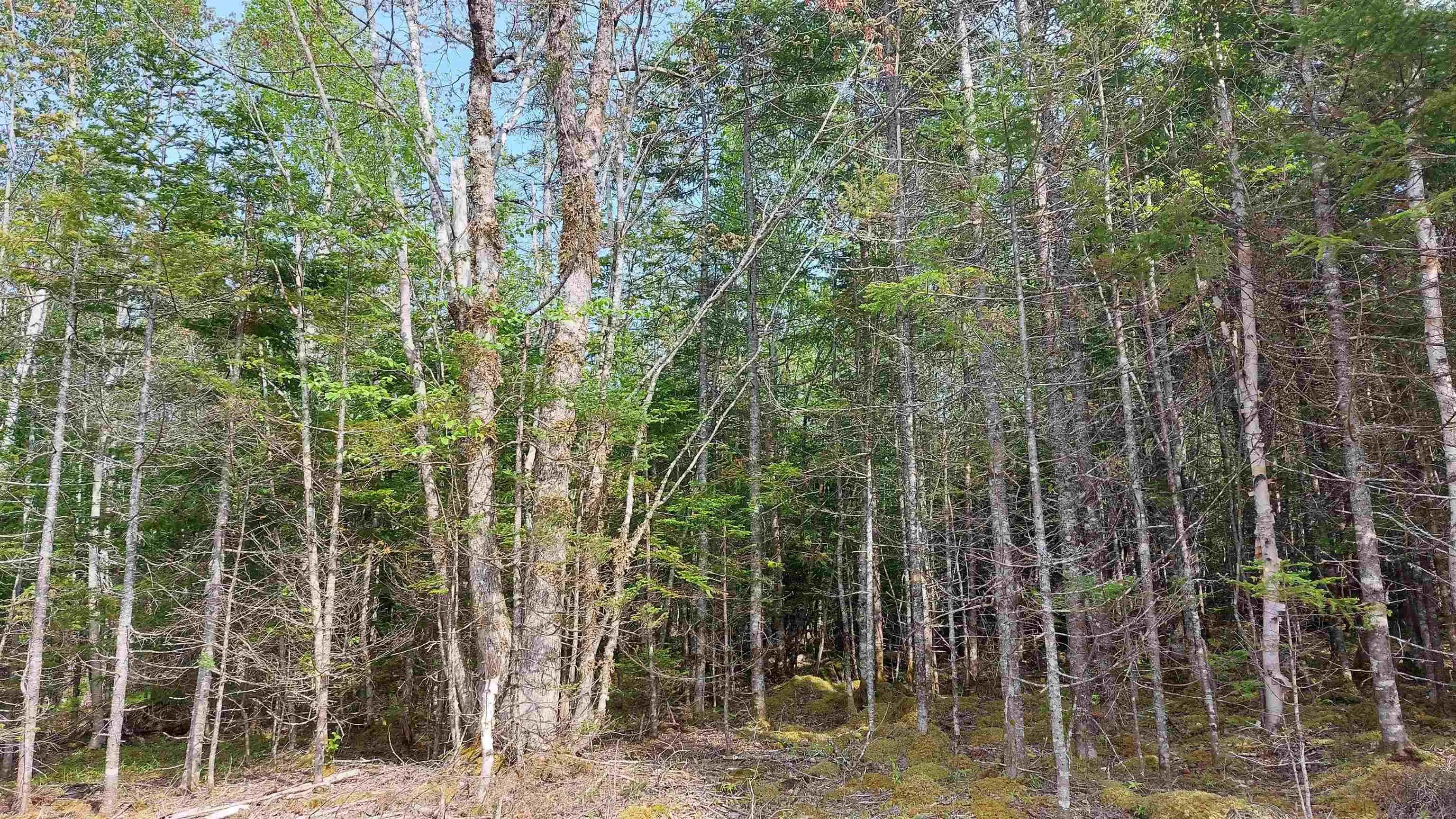 Lot 18 Highway 4, False Bay, NS B0E 1V0, ,Land,For Sale,Highway 4,202513205