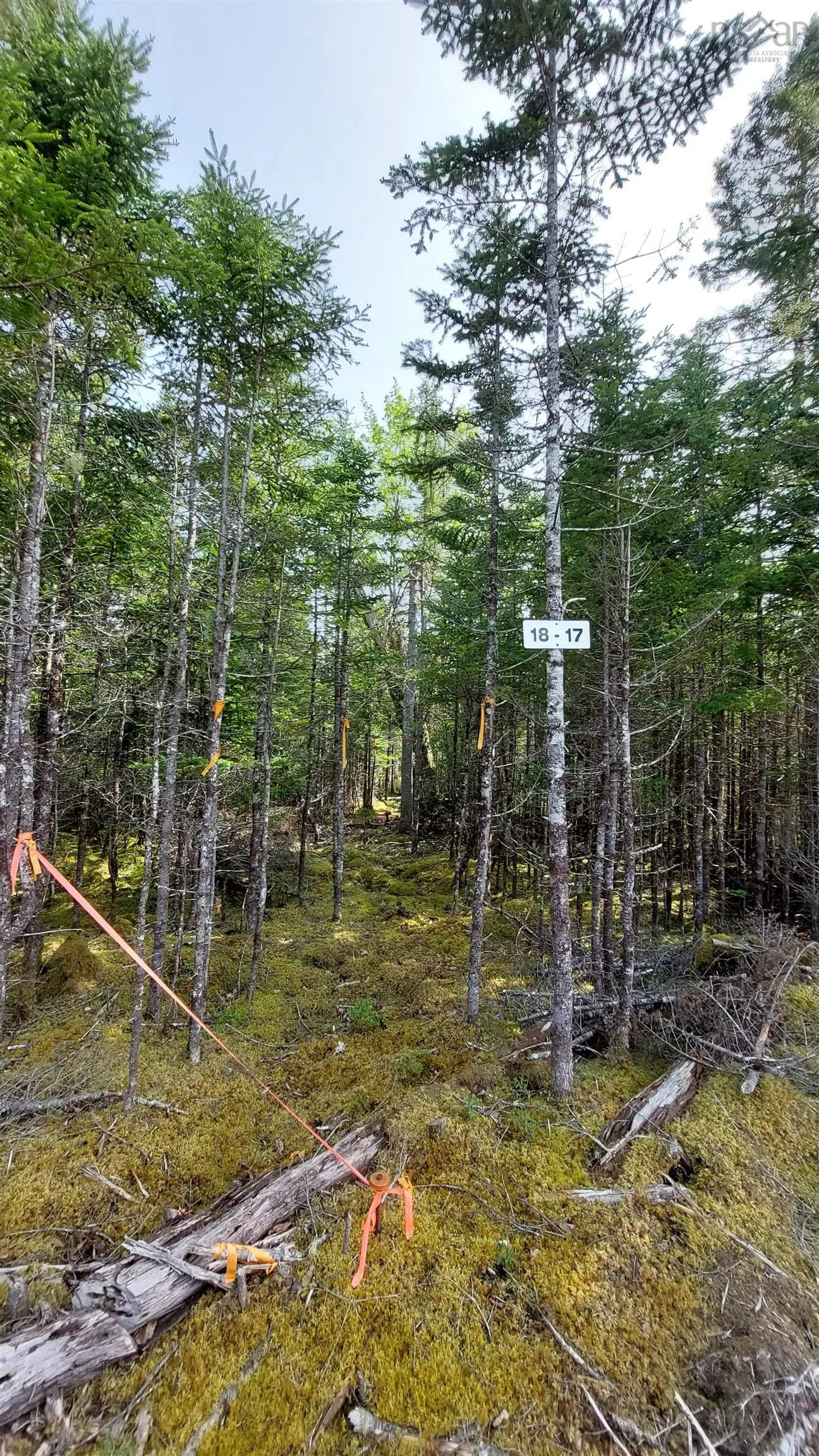 Lot 18 Highway 4, False Bay, NS B0E 1V0, ,Land,For Sale,Highway 4,202513205