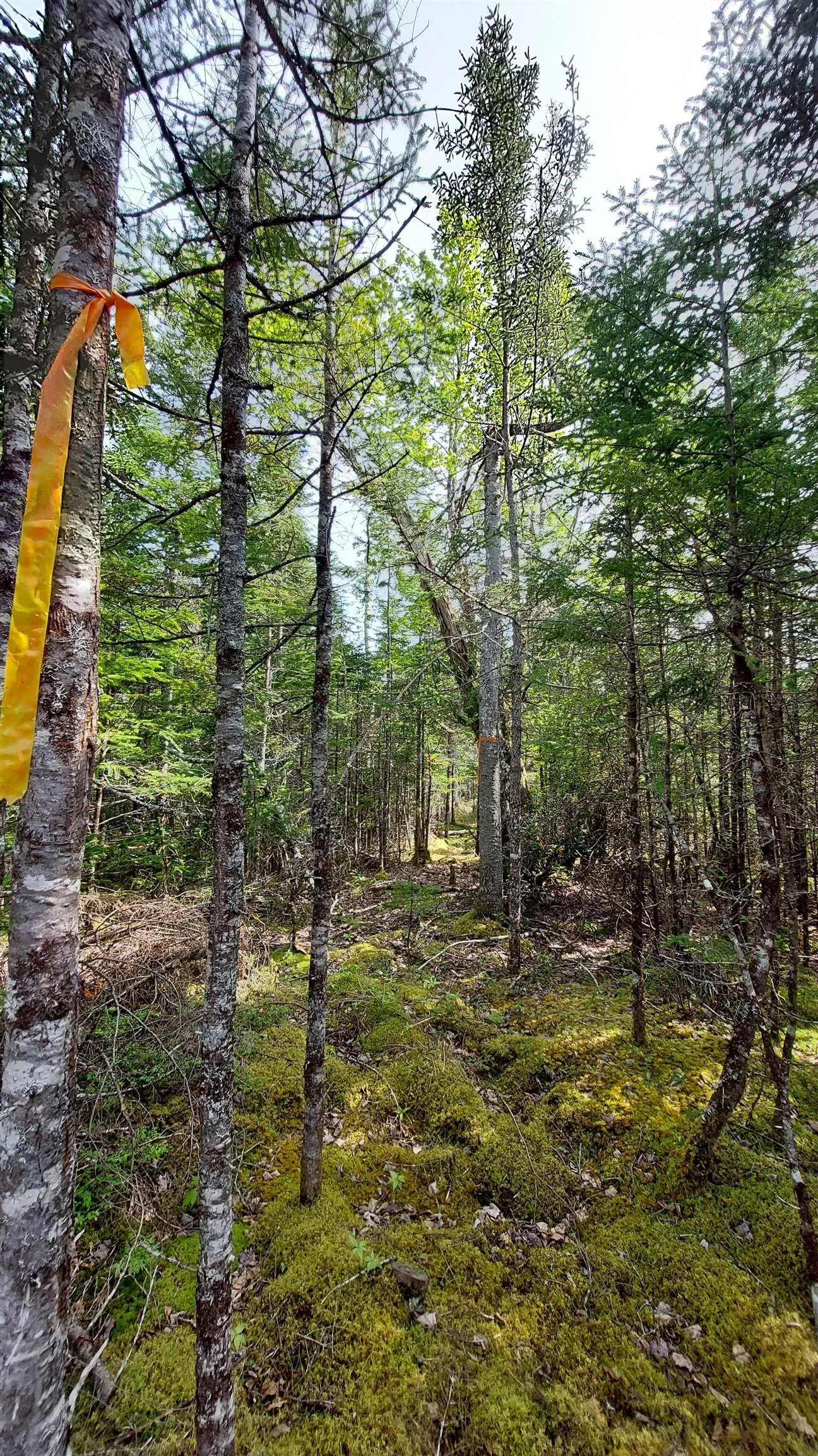 Lot 18 Highway 4, False Bay, NS B0E 1V0, ,Land,For Sale,Highway 4,202513205