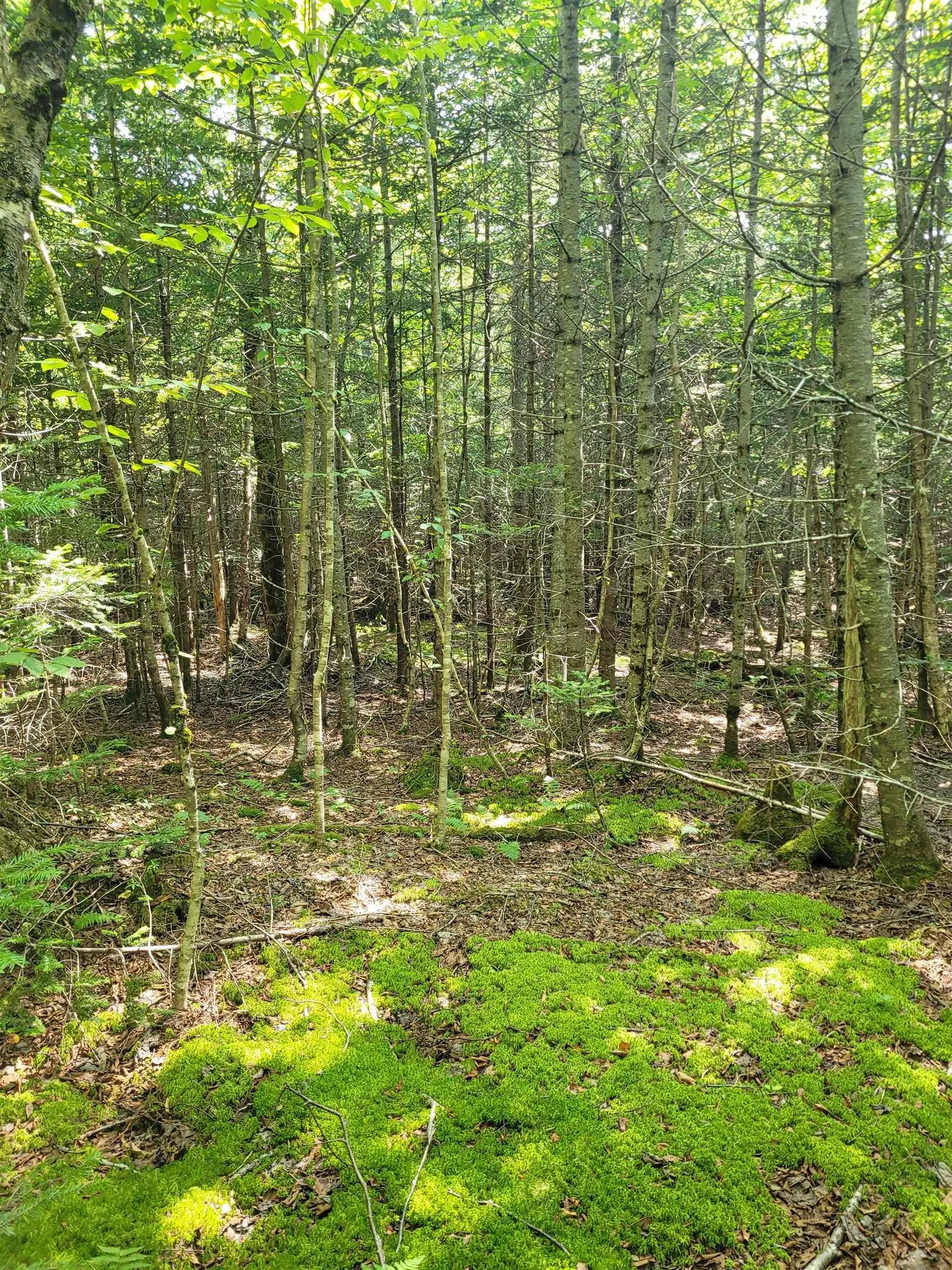 Crandall Road, Crandall Road, NS B9A 1W9, ,Land,For Sale,Crandall,202523269
