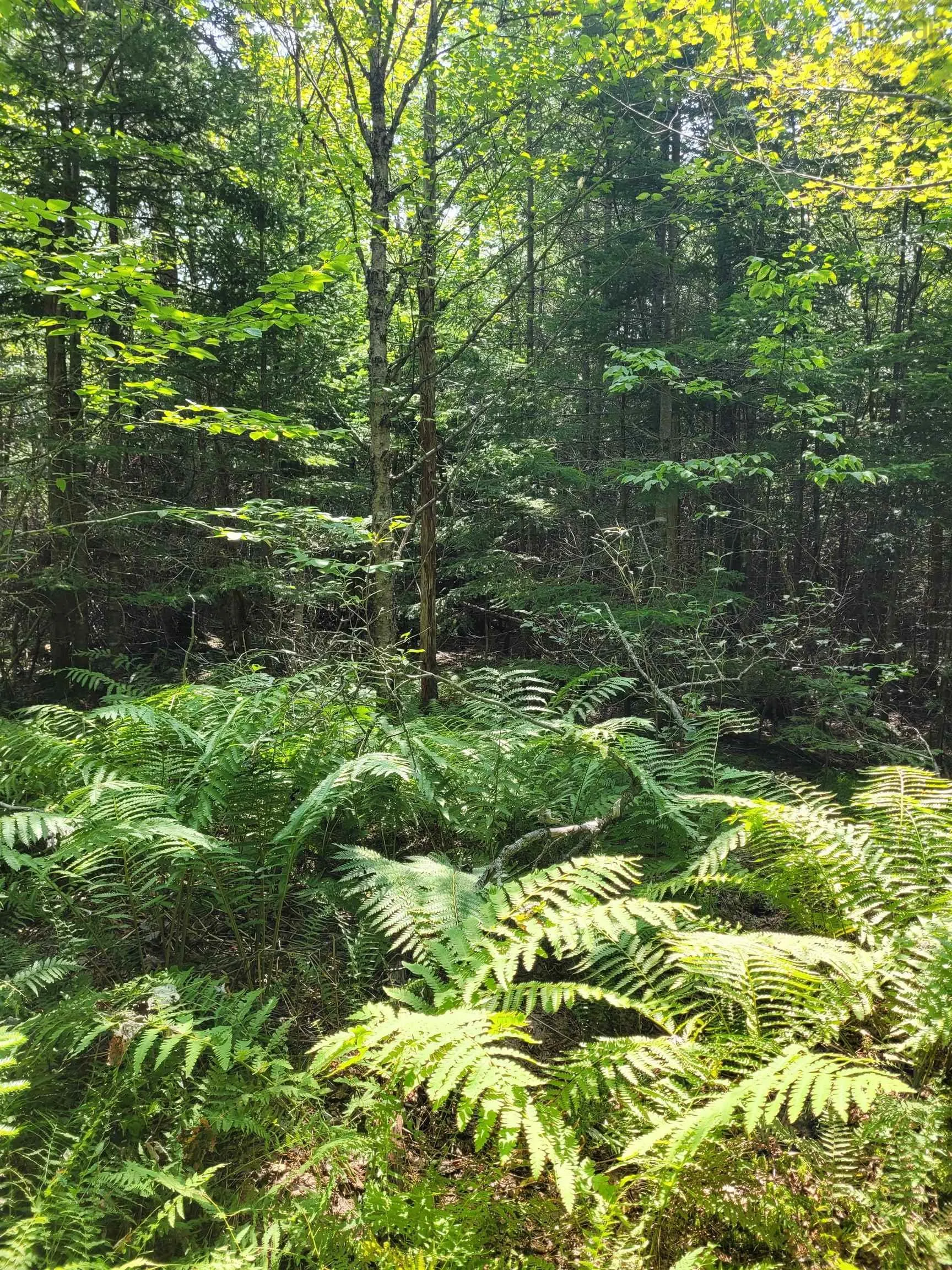 Crandall Road, Crandall Road, NS B9A 1W9, ,Land,For Sale,Crandall,202523269
