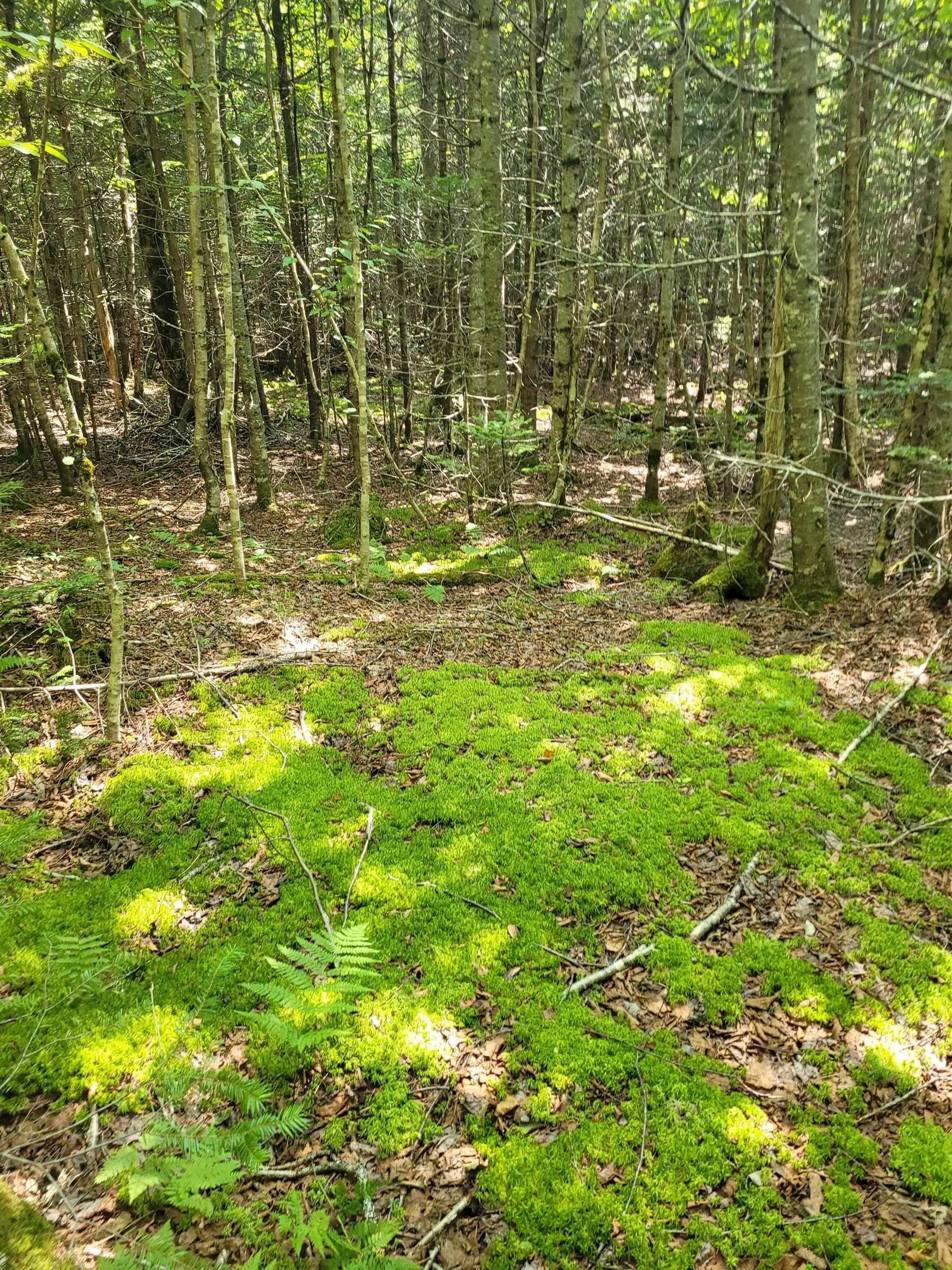 Crandall Road, Crandall Road, NS B9A 1W9, ,Land,For Sale,Crandall,202523269