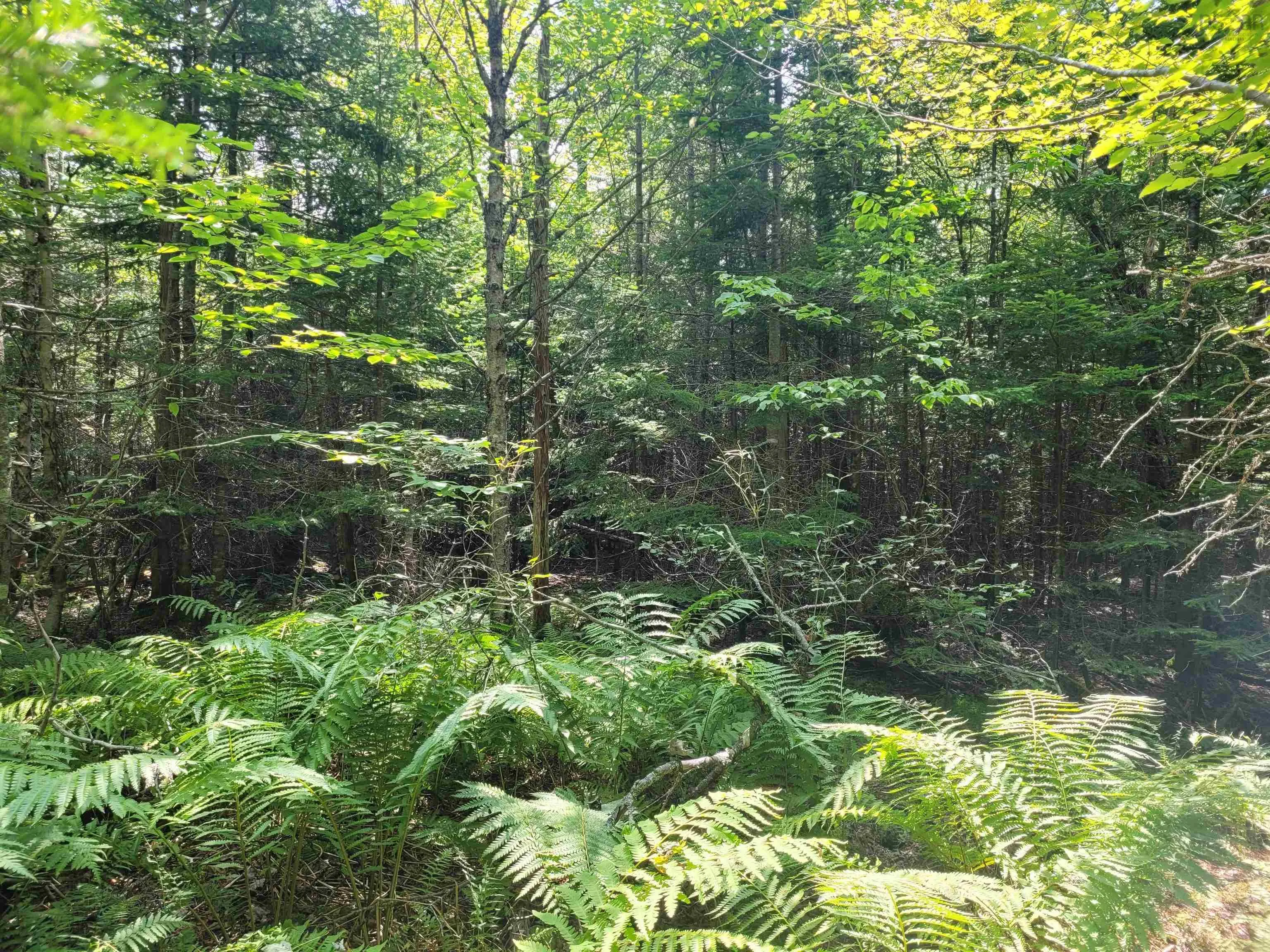 Crandall Road, Crandall Road, NS B9A 1W9, ,Land,For Sale,Crandall,202523269