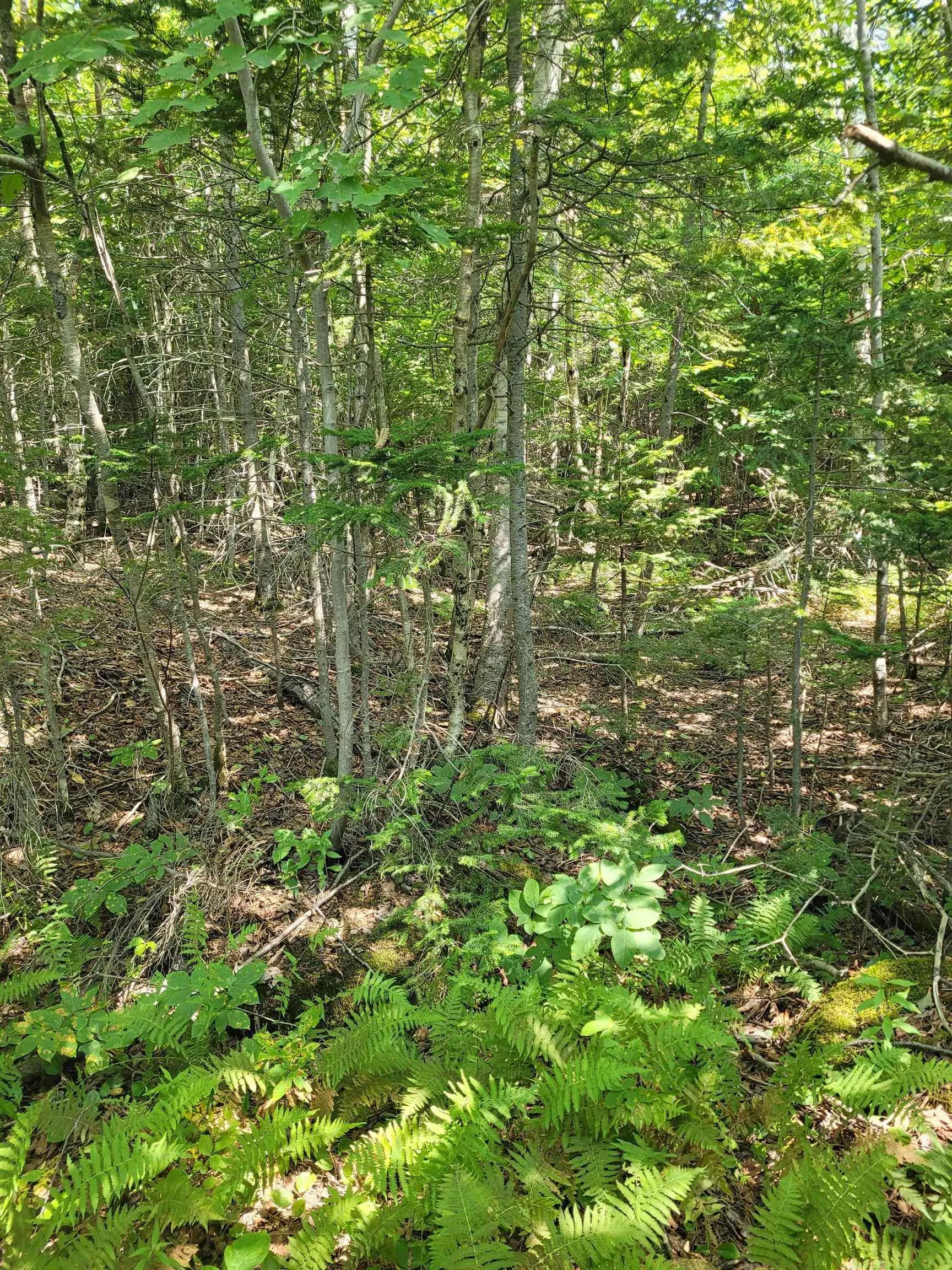 Crandall Road, Crandall Road, NS B9A 1W9, ,Land,For Sale,Crandall,202523269
