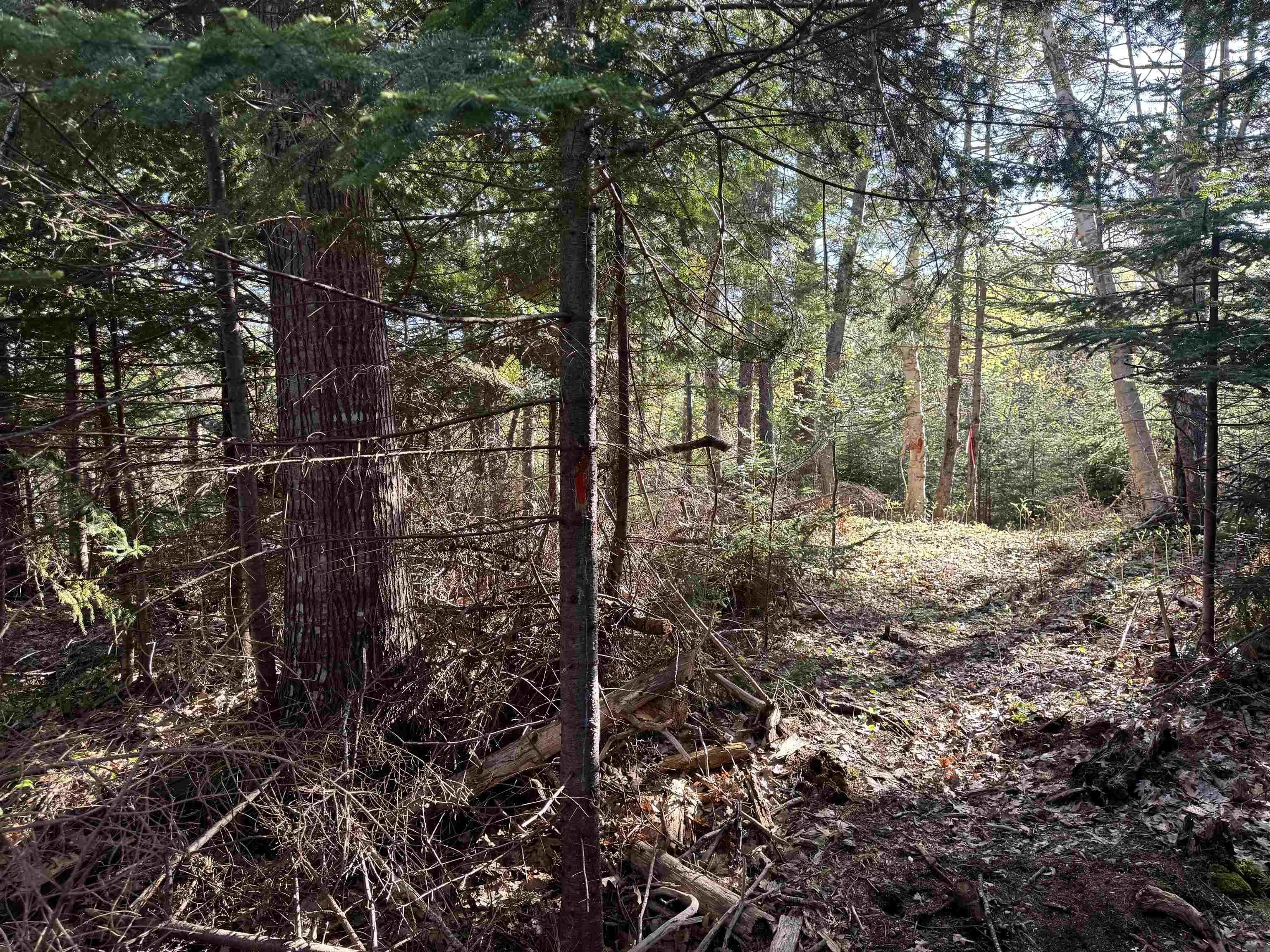 24-1 Forest Drive Extension, Pictou, NS B0K 1H0, ,Land,For Sale,Forest Drive,202512064