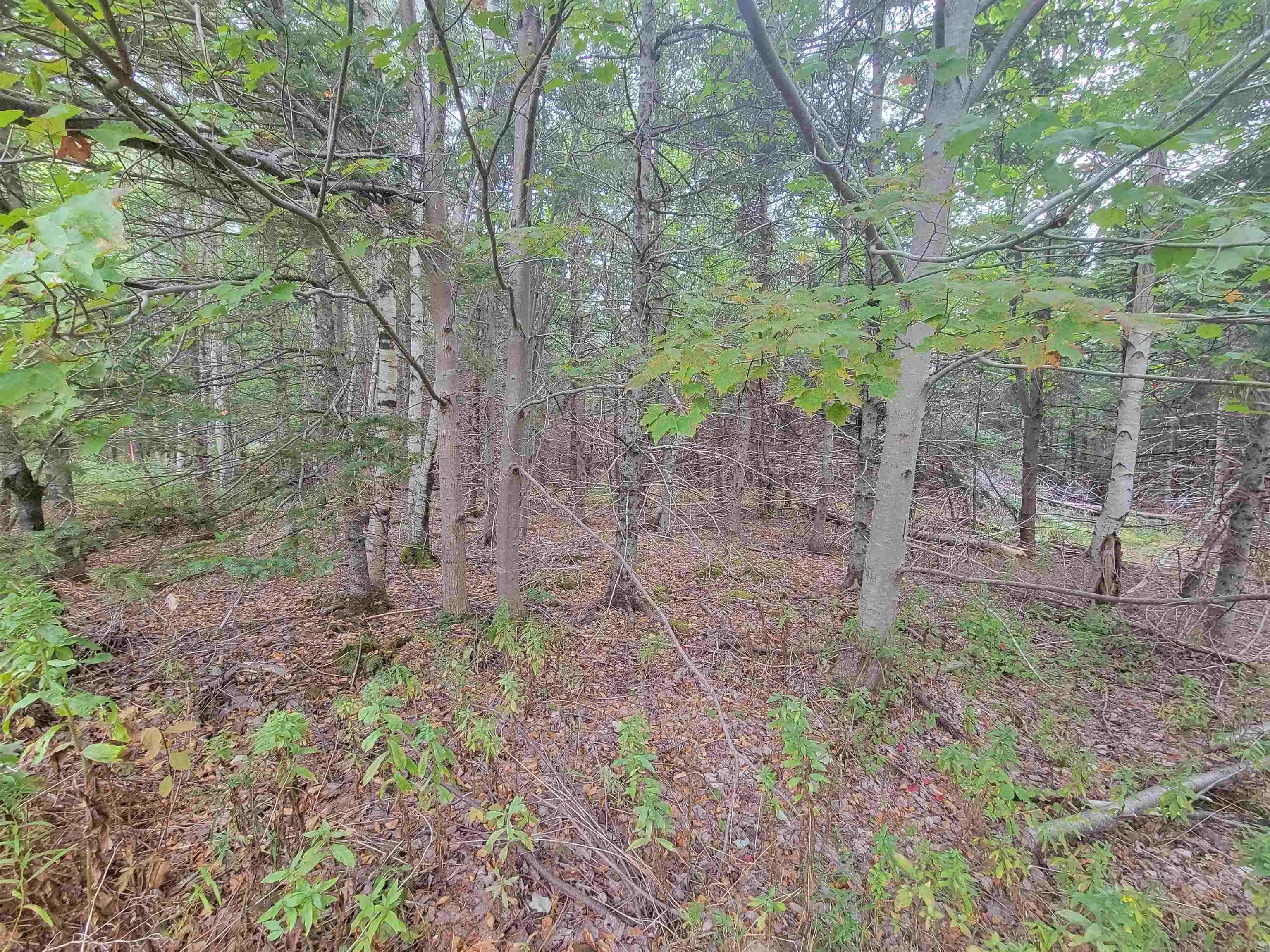 Wilson Drive Lot 4, Upper Rawdon, NS B0N 2N0, ,Land,For Sale,Wilson,202522567