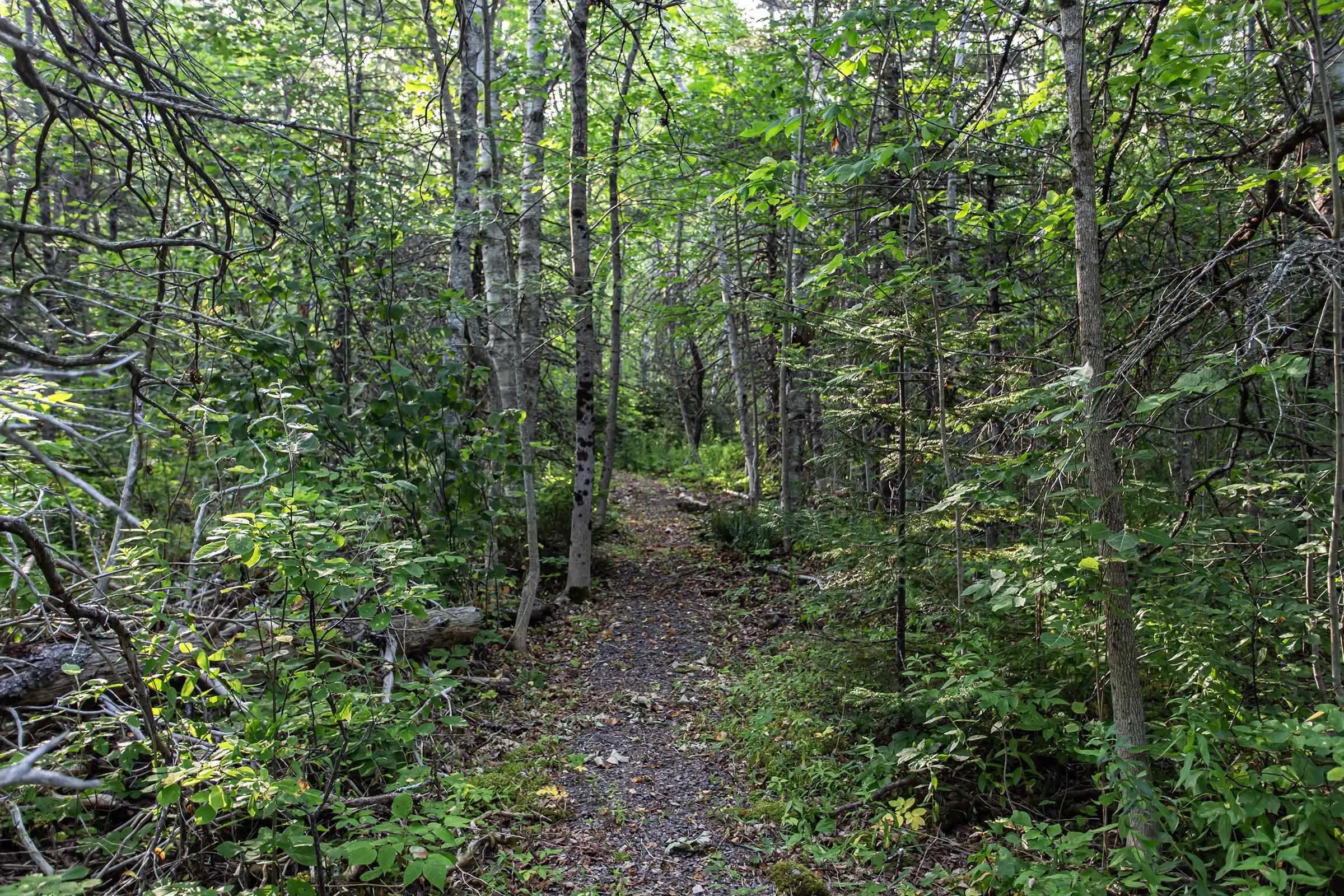 Lot Ben Phinney Road, Forest Glade, NS B0S 1N0, ,Land,For Sale,Ben Phinney,202520425