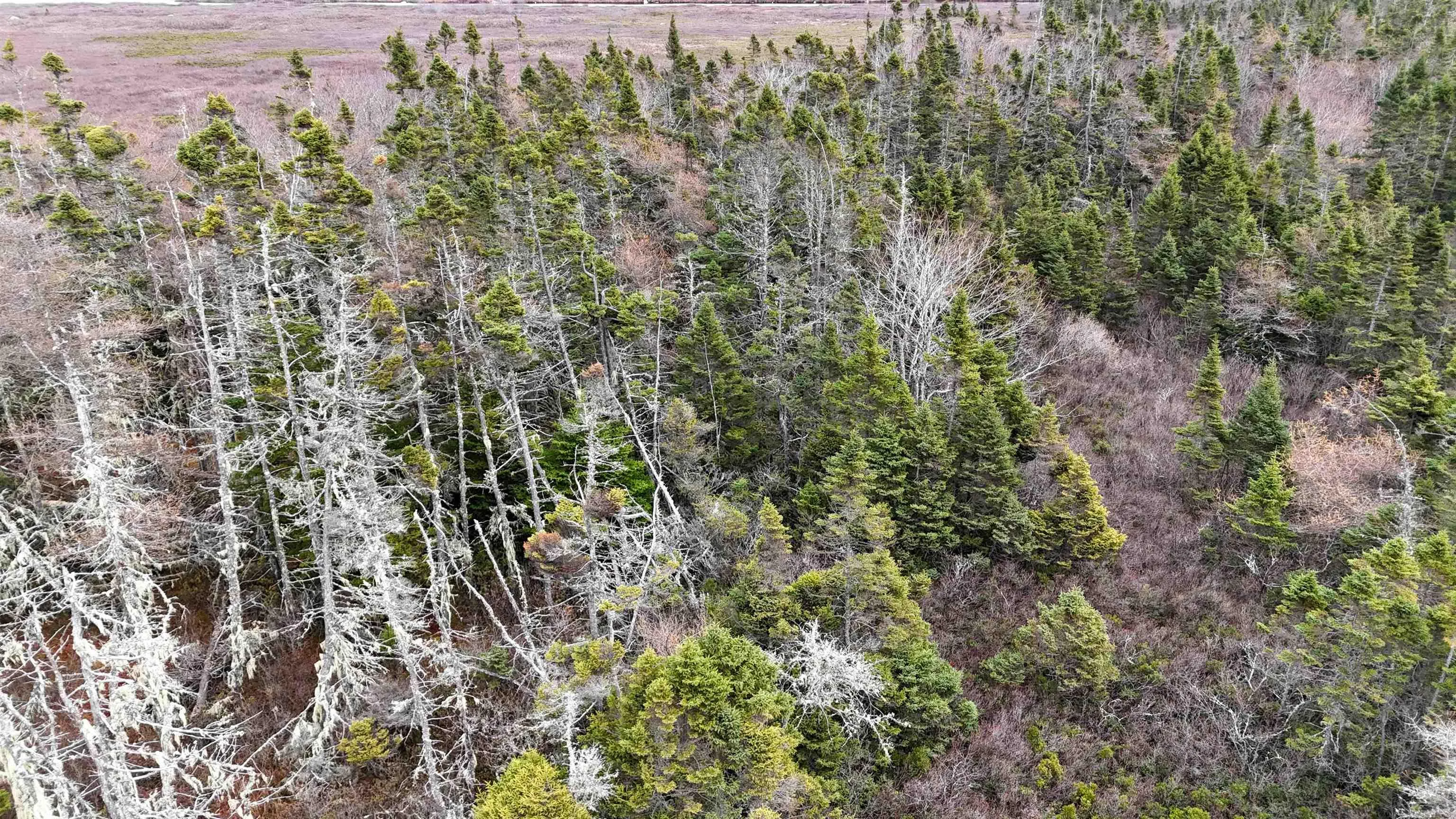 Popes Road, Charlesville, NS B0W 2E0, ,Land,For Sale,Popes,202521492