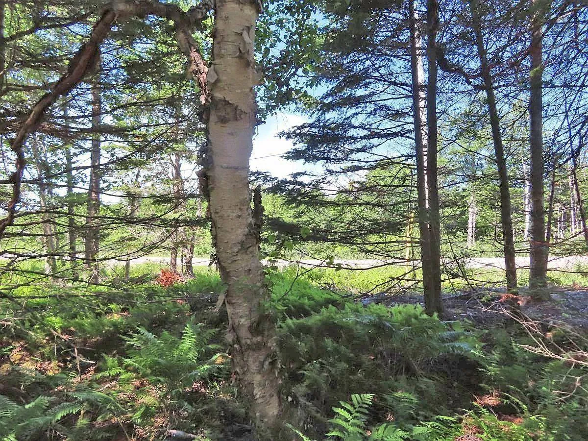 Lot 10 Loch Lomond Road, Big Pond Ns B1j 1r4, ,Land,For Sale,Loch Lomond,202411605