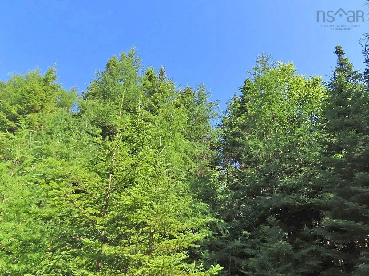 Lot 10 Loch Lomond Road, Big Pond Ns B1j 1r4, ,Land,For Sale,Loch Lomond,202411605
