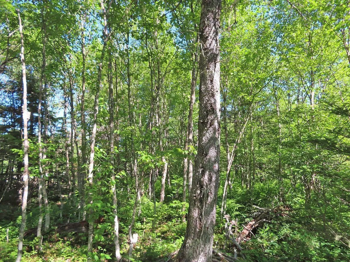 Lot 10 Loch Lomond Road, Big Pond Ns B1j 1r4, ,Land,For Sale,Loch Lomond,202411605