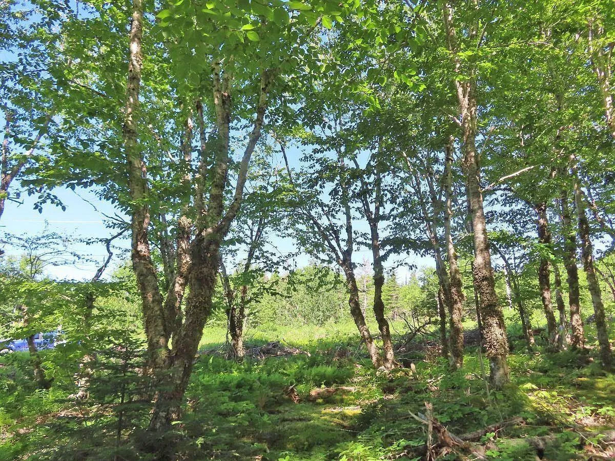 Lot 10 Loch Lomond Road, Big Pond Ns B1j 1r4, ,Land,For Sale,Loch Lomond,202411605