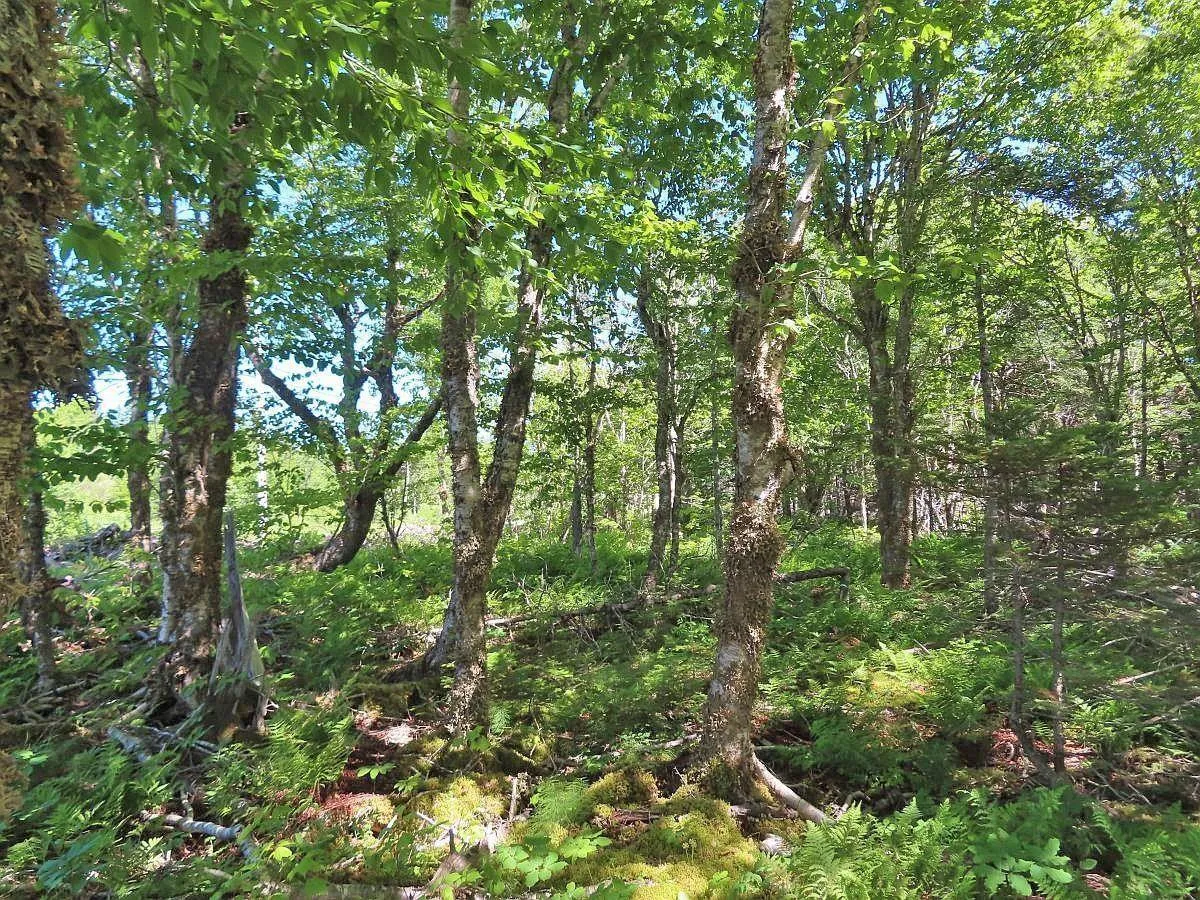 Lot 10 Loch Lomond Road, Big Pond Ns B1j 1r4, ,Land,For Sale,Loch Lomond,202411605