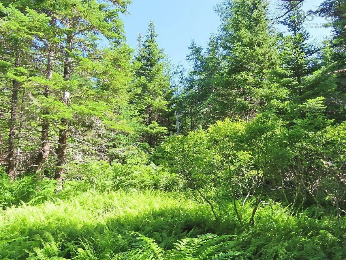 Lot 10 Loch Lomond Road, Big Pond Ns B1j 1r4, ,Land,For Sale,Loch Lomond,202411605