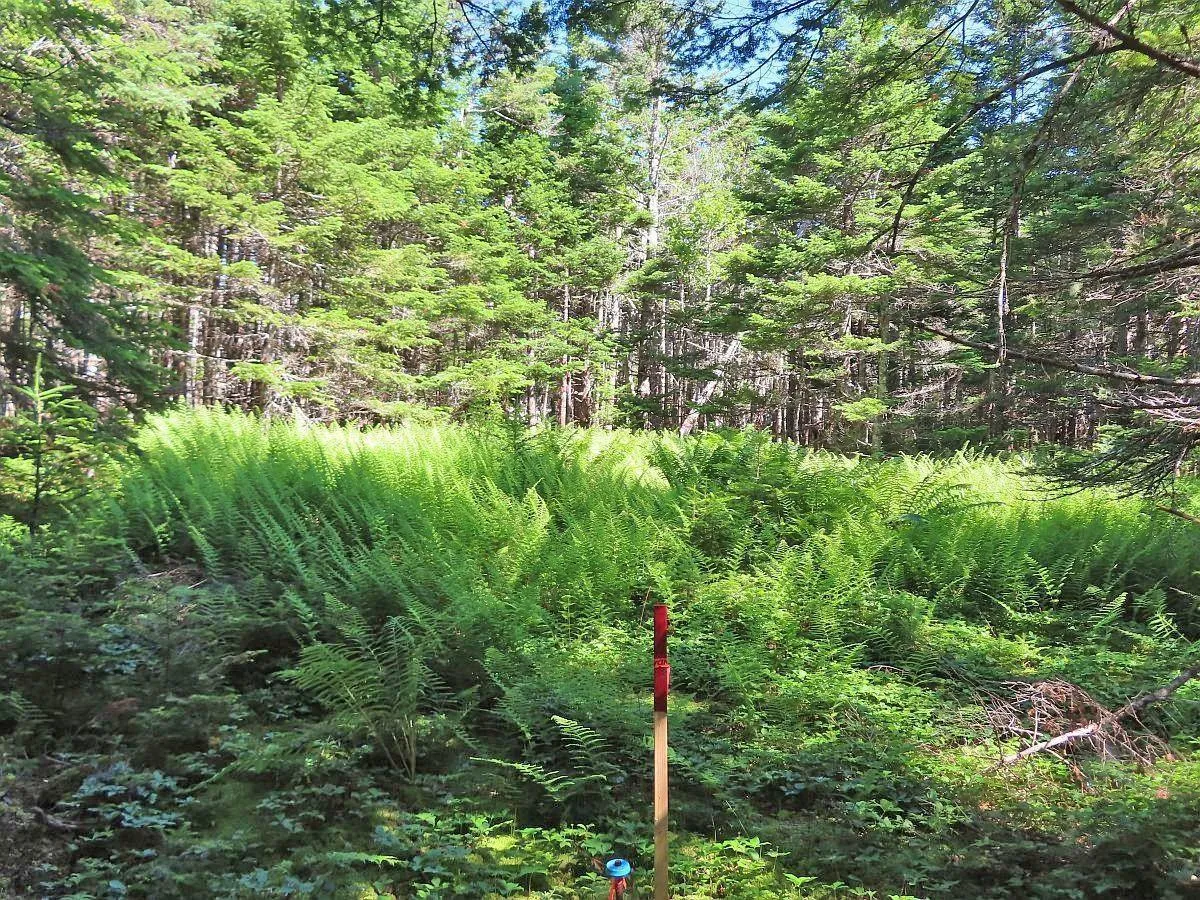 Lot 10 Loch Lomond Road, Big Pond Ns B1j 1r4, ,Land,For Sale,Loch Lomond,202411605