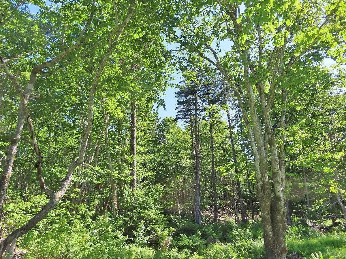 Lot 10 Loch Lomond Road, Big Pond Ns B1j 1r4, ,Land,For Sale,Loch Lomond,202411605