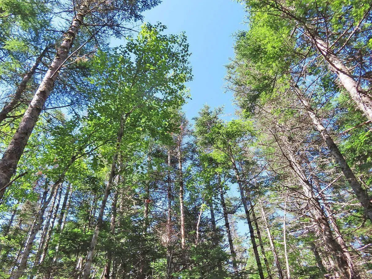 Lot 10 Loch Lomond Road, Big Pond Ns B1j 1r4, ,Land,For Sale,Loch Lomond,202411605