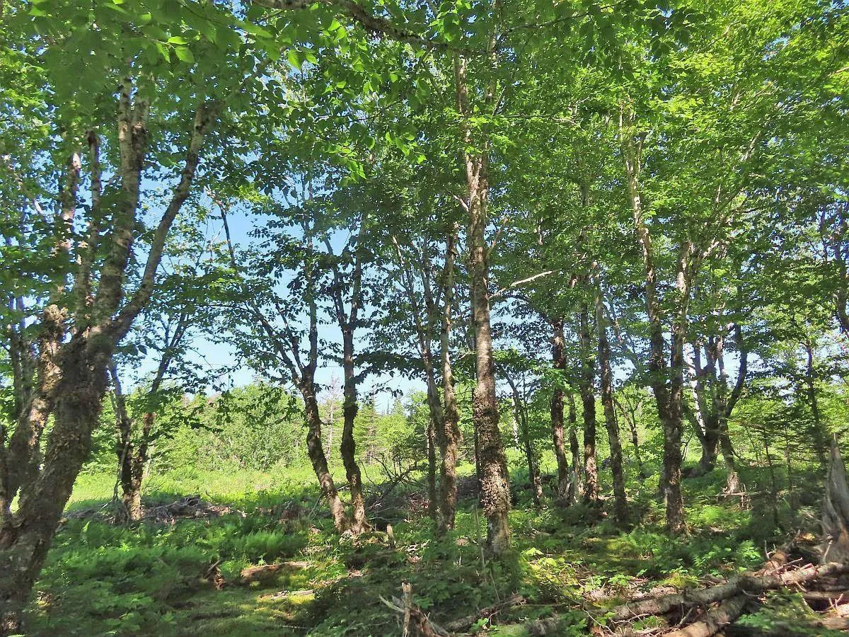 Lot 10 Loch Lomond Road, Big Pond Ns B1j 1r4, ,Land,For Sale,Loch Lomond,202411605