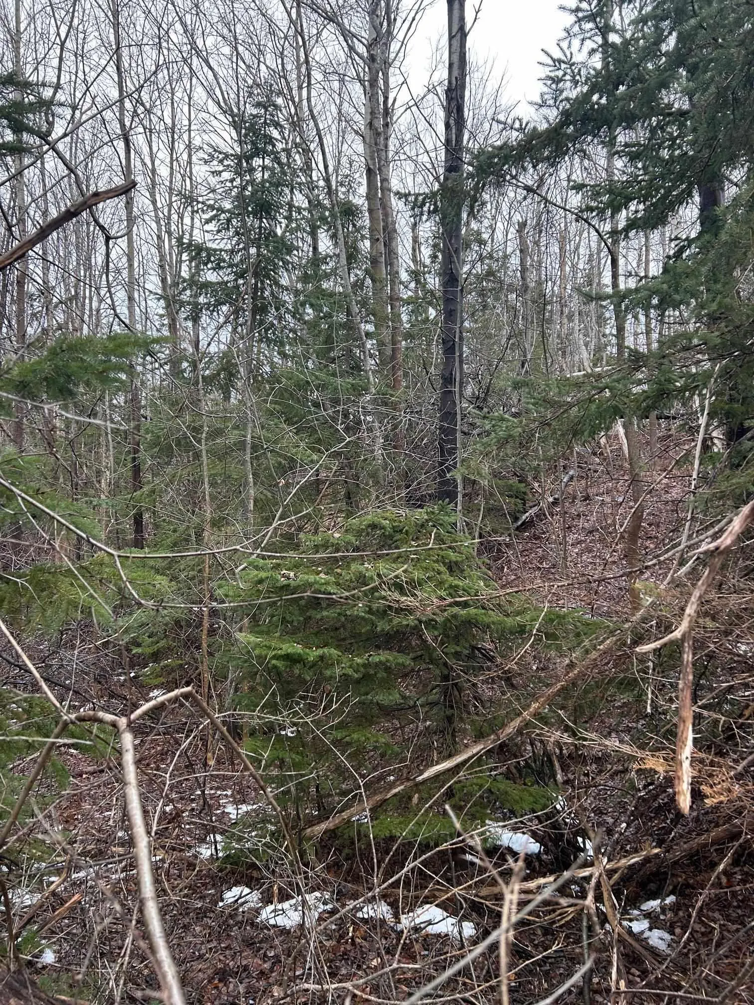 Lot Beeches Road, Bay View Ns B0k 1h0, ,Land,For Sale,Beeches,202408418