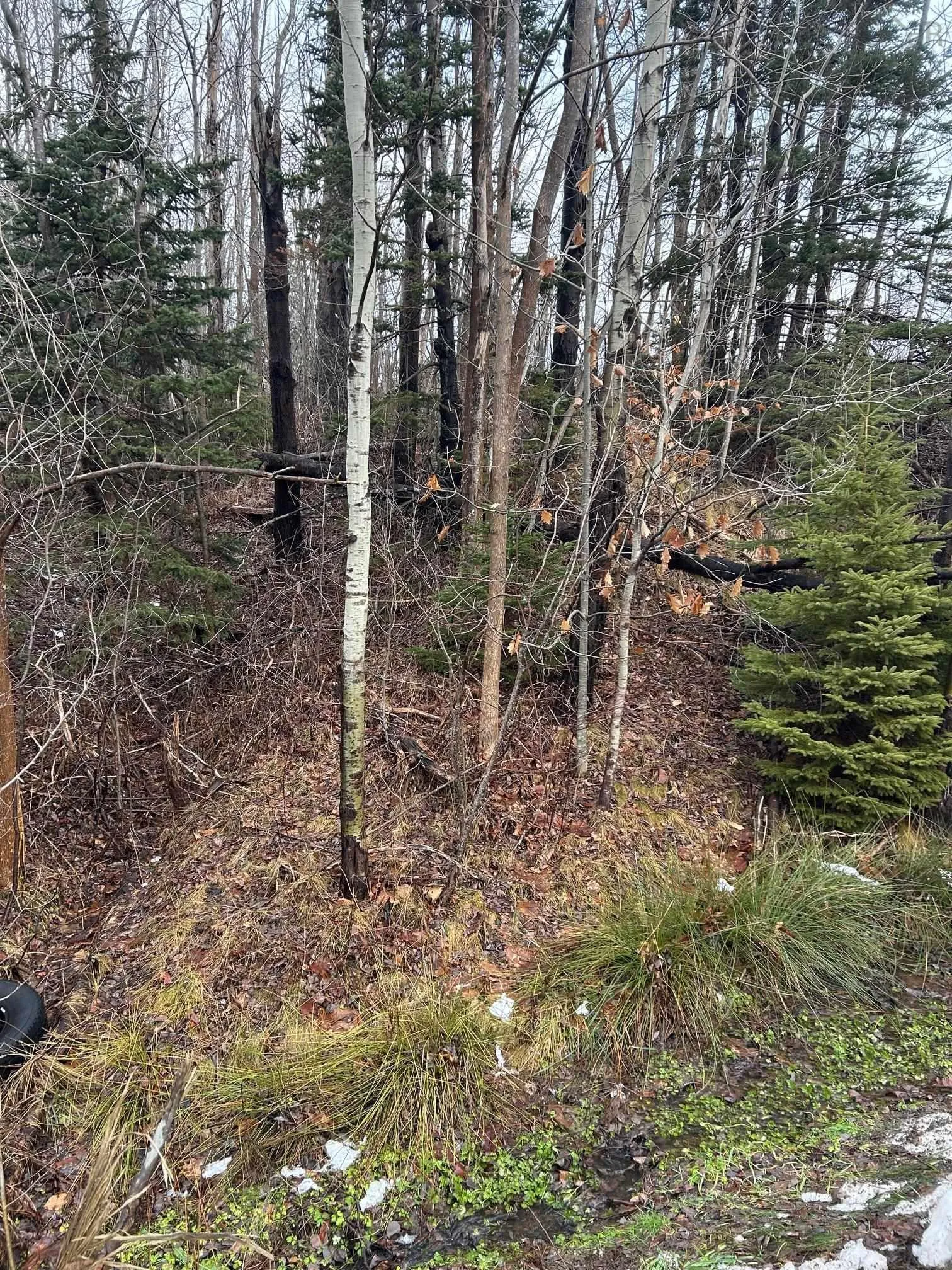 Lot Beeches Road, Bay View Ns B0k 1h0, ,Land,For Sale,Beeches,202408418