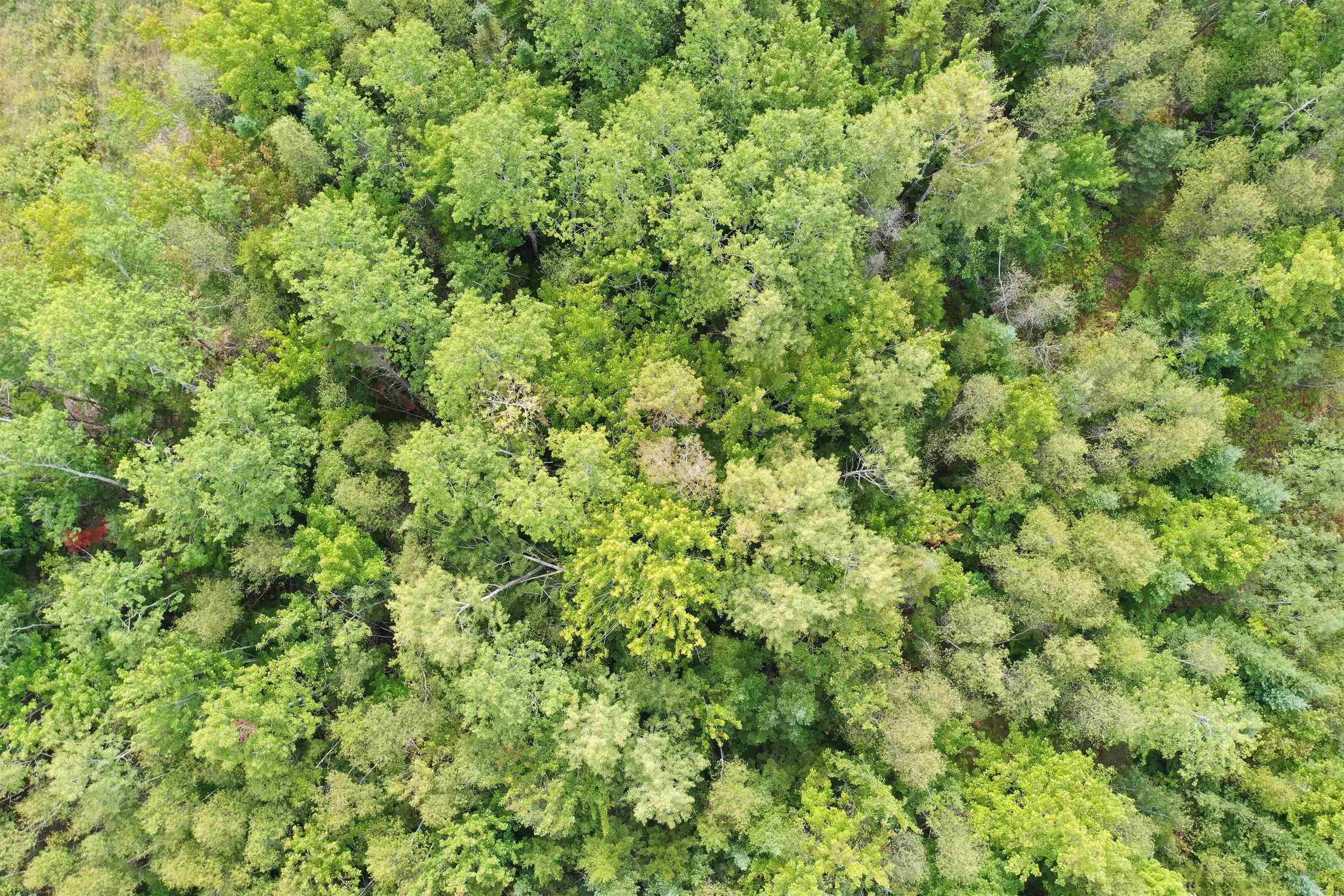 19 Acres Wallace Road, Hazel Glen, NS B0K 2A0, ,Land,For Sale,Wallace,202522846