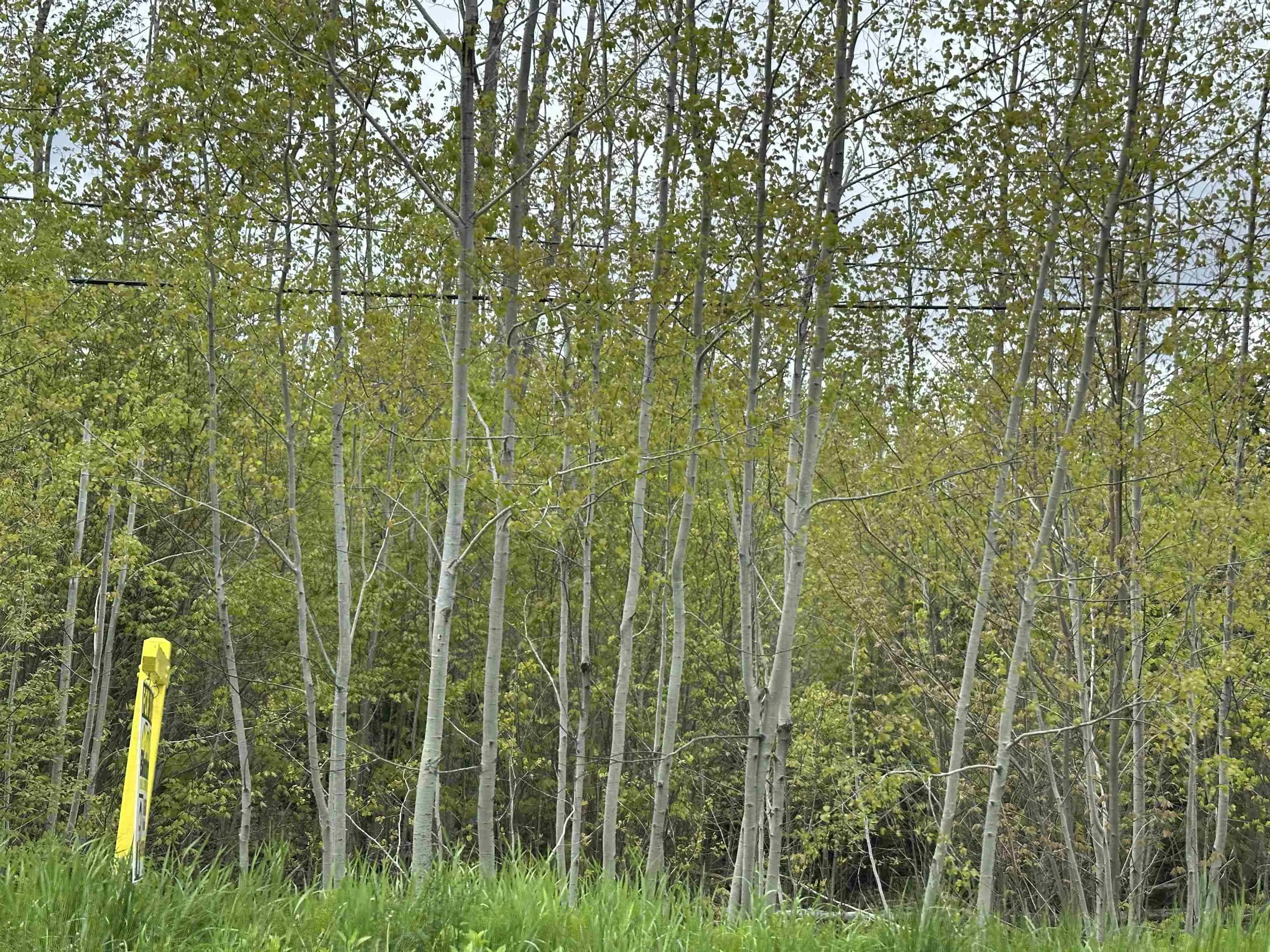 19 Acres Wallace Road, Hazel Glen, NS B0K 2A0, ,Land,For Sale,Wallace,202522846