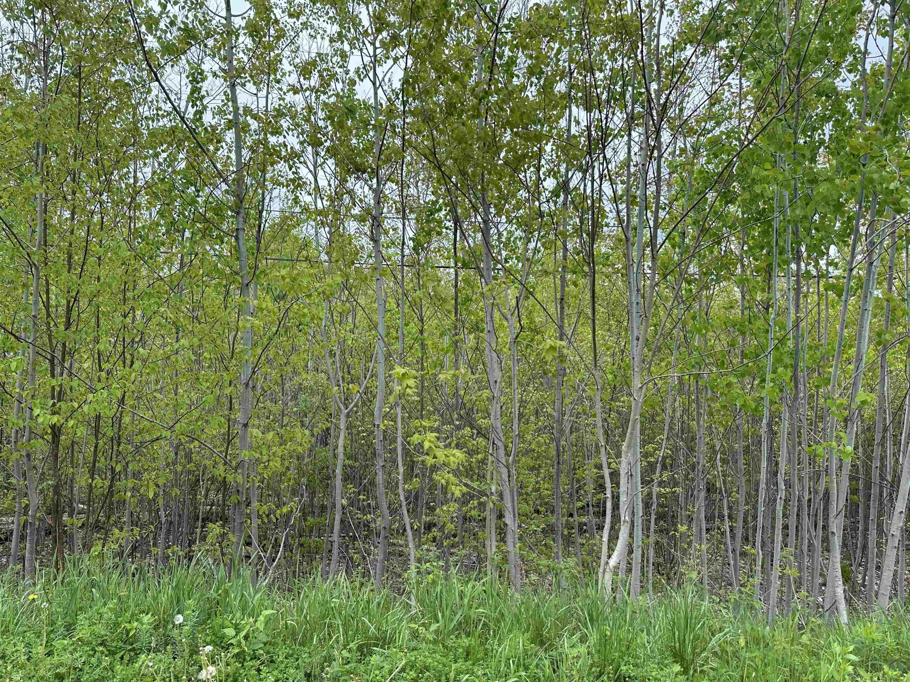 19 Acres Wallace Road, Hazel Glen, NS B0K 2A0, ,Land,For Sale,Wallace,202522846